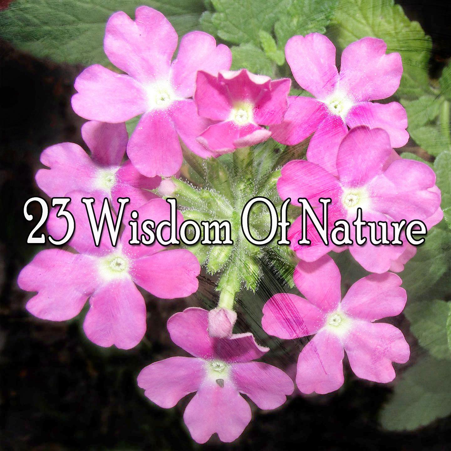 Постер альбома 23 Мудрость природы