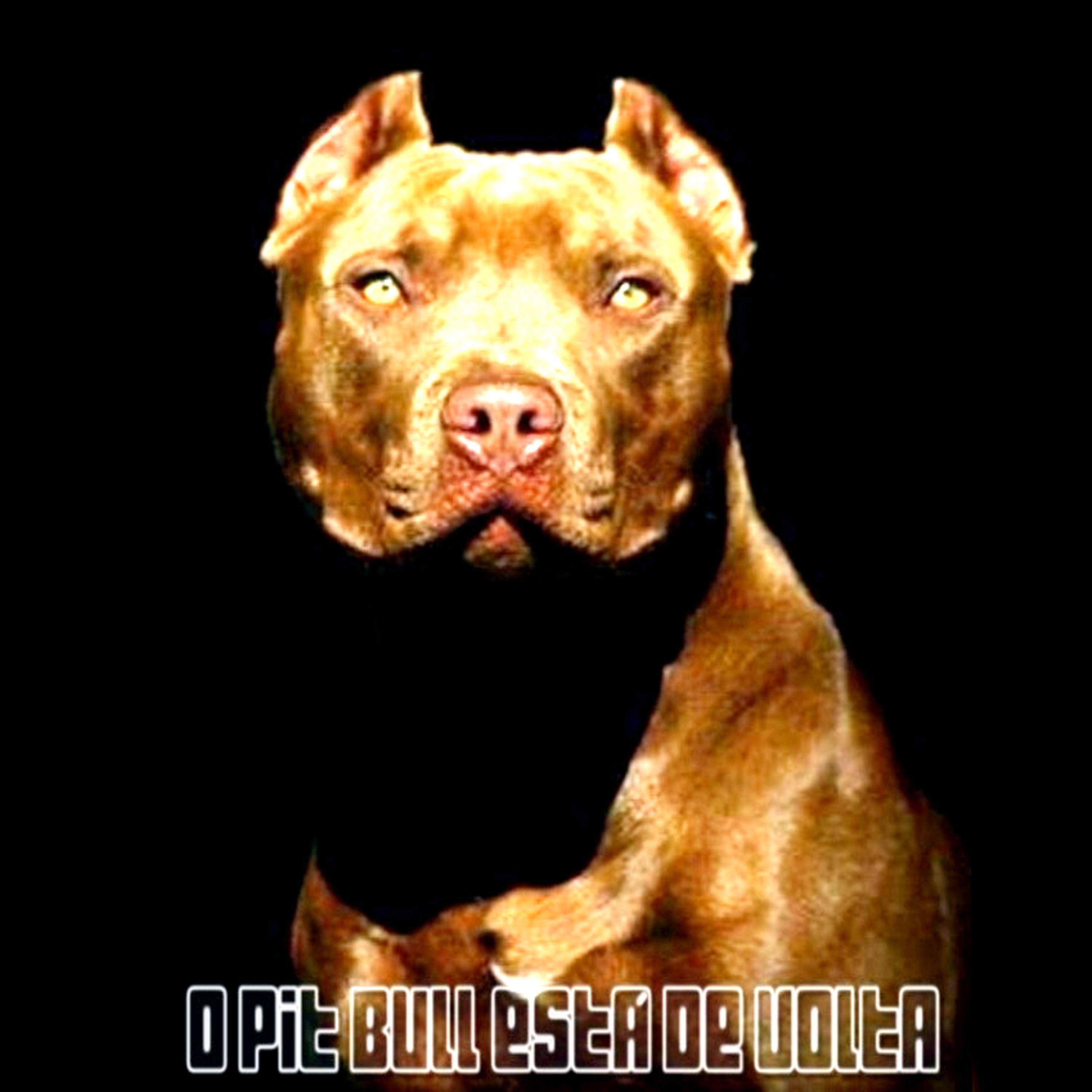 Постер альбома O Pitbull Está de Volta
