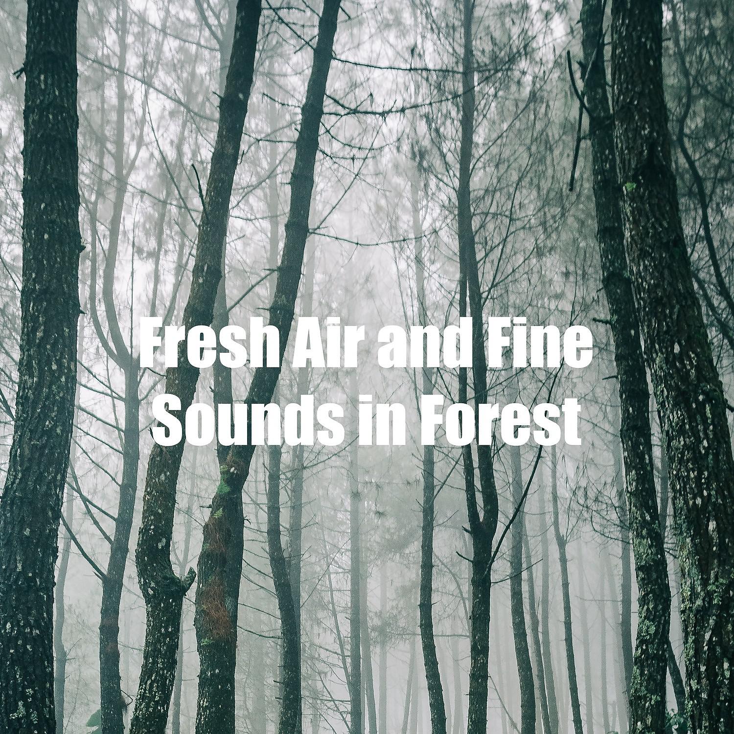 Постер альбома Fresh Air and Fine Sounds in Forest