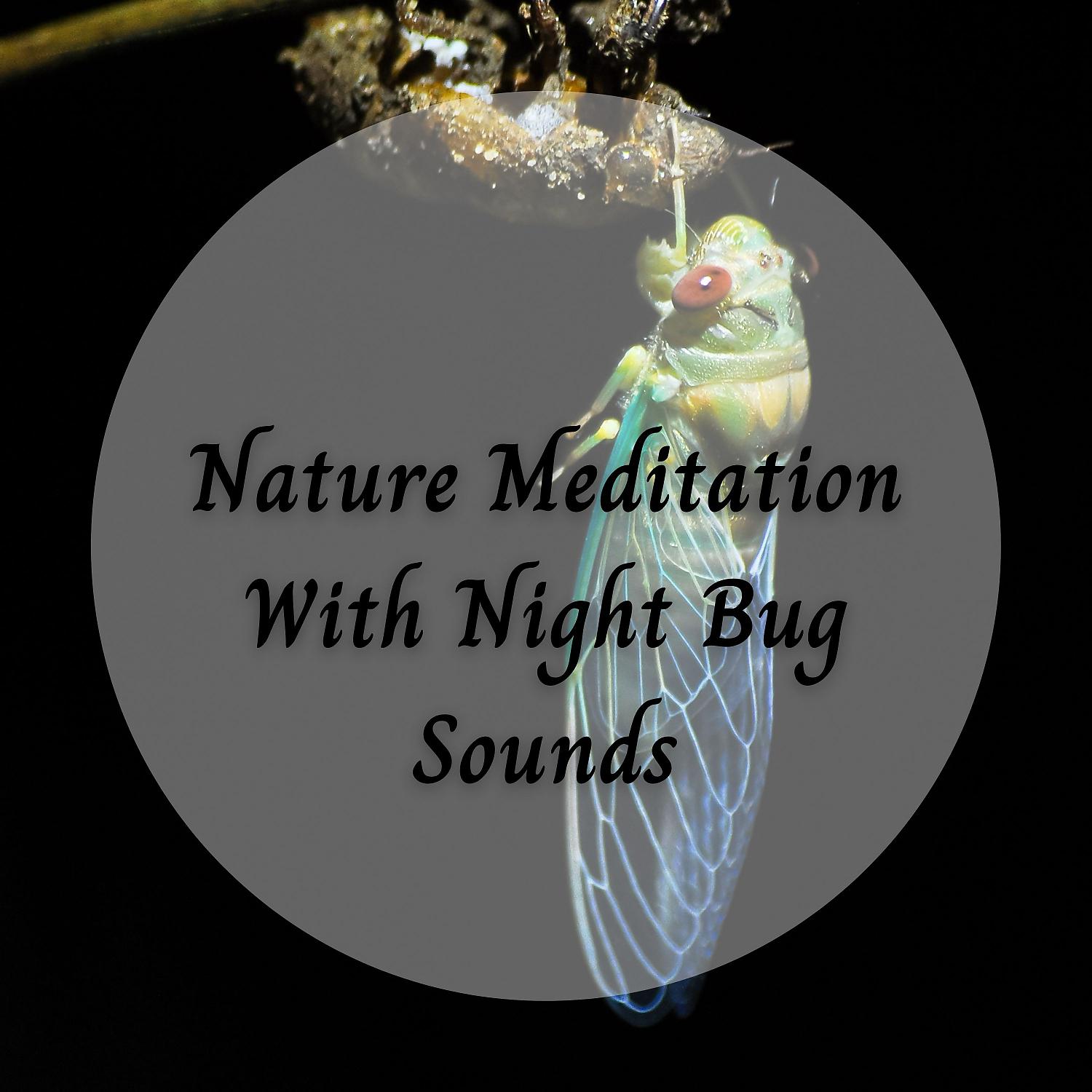 Постер альбома Nature Meditation With Night Bug Sounds