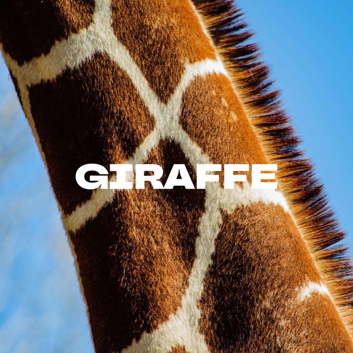 Постер альбома GIRAFFE