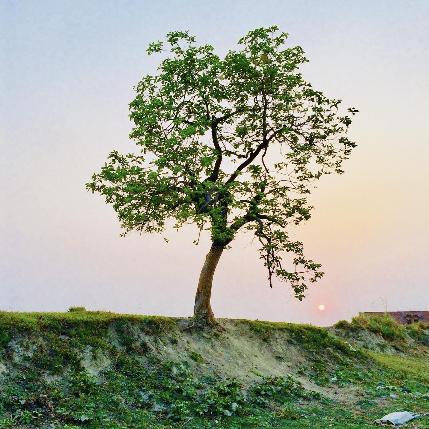 Постер альбома 528hz Tree of Life