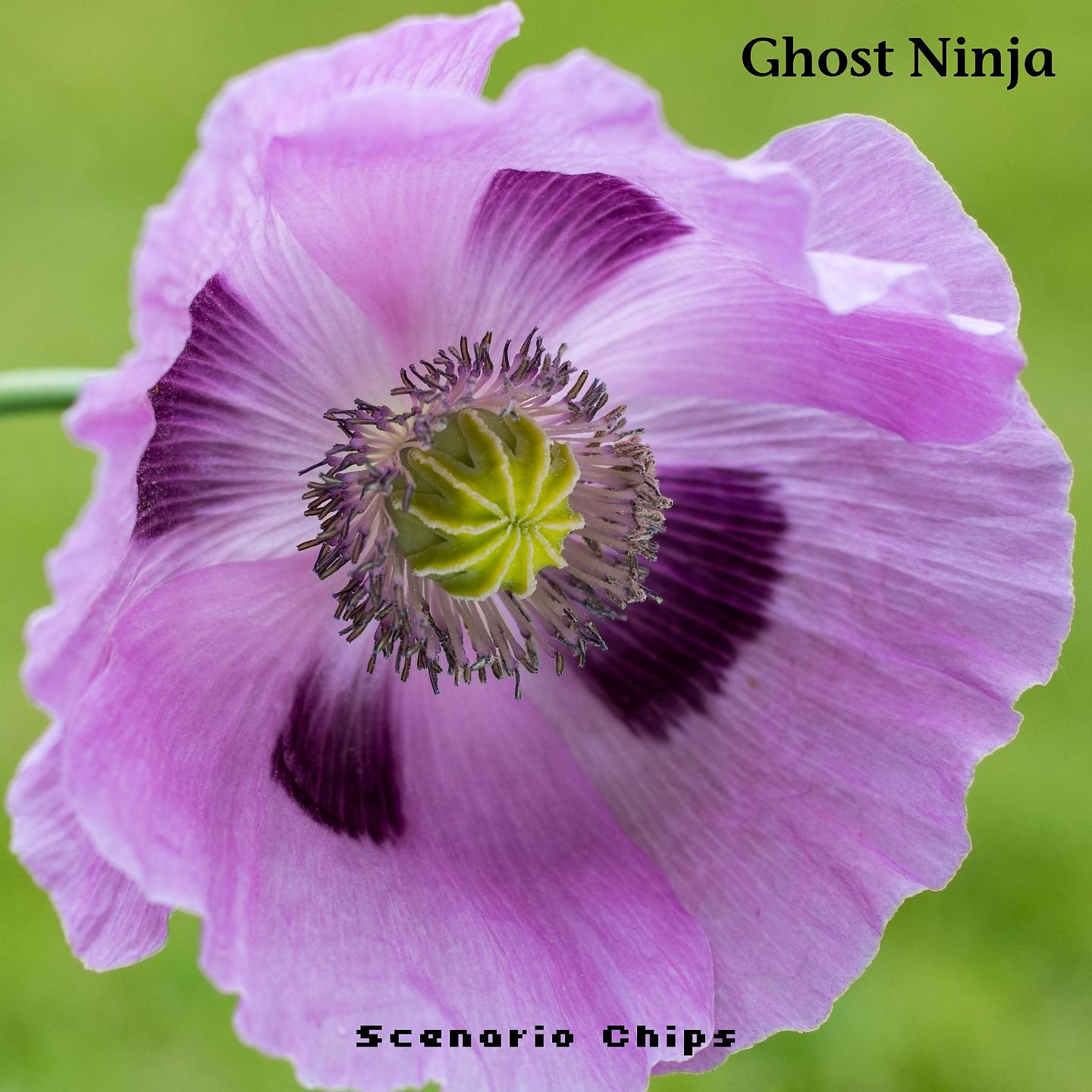 Постер альбома Ghost Ninja