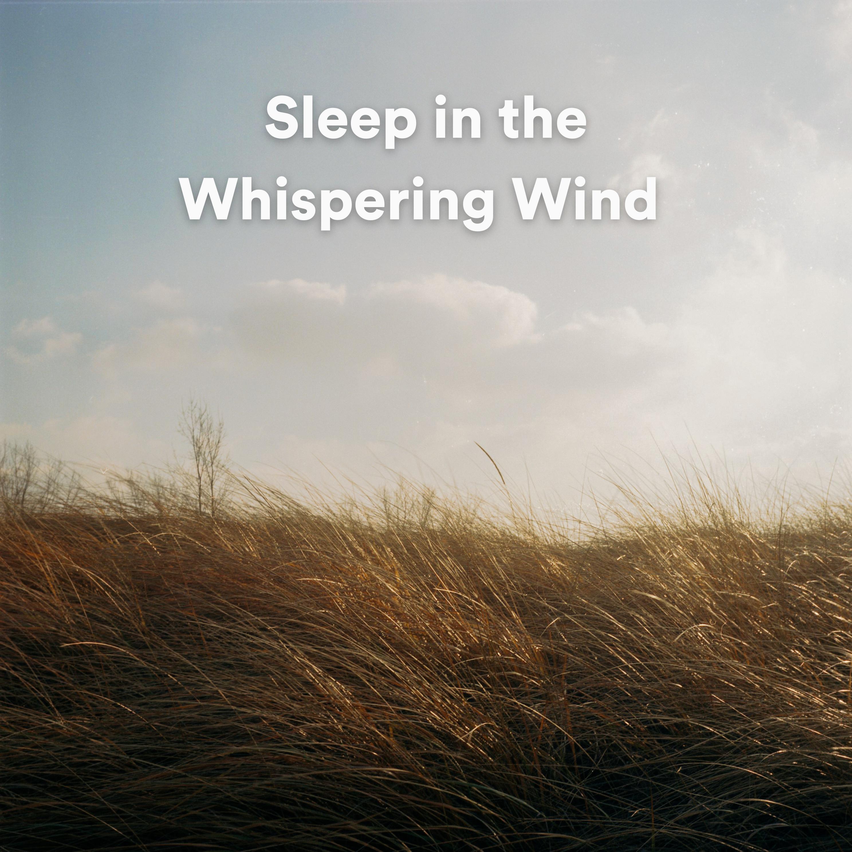 Постер альбома Sleep in the Whispering Wind