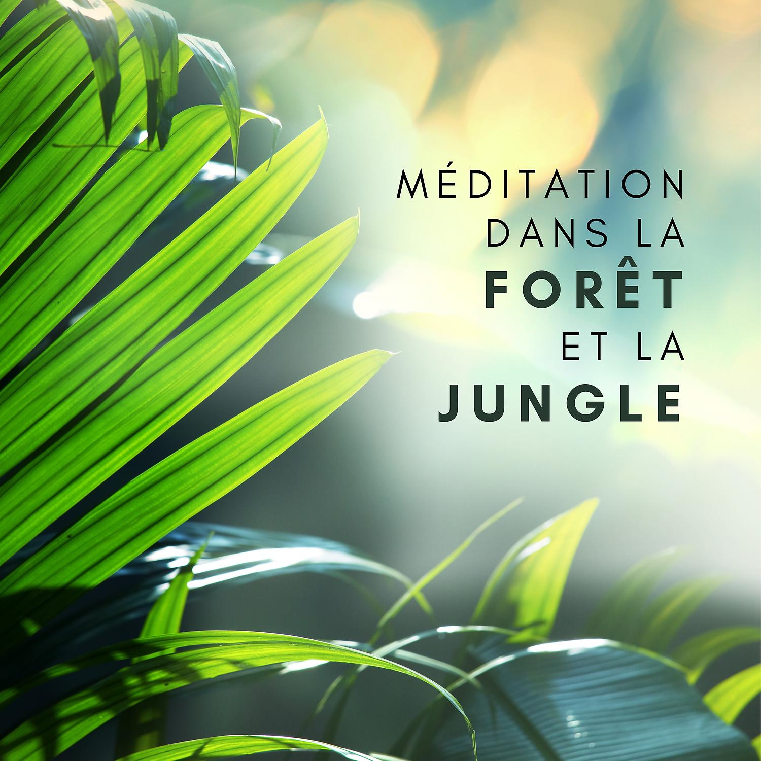 Постер альбома Méditation dans la forêt et la jungle: Pleine conscience, Relaxation et soulagement du stress avec la meilleure sélection de musique de fond de la nature