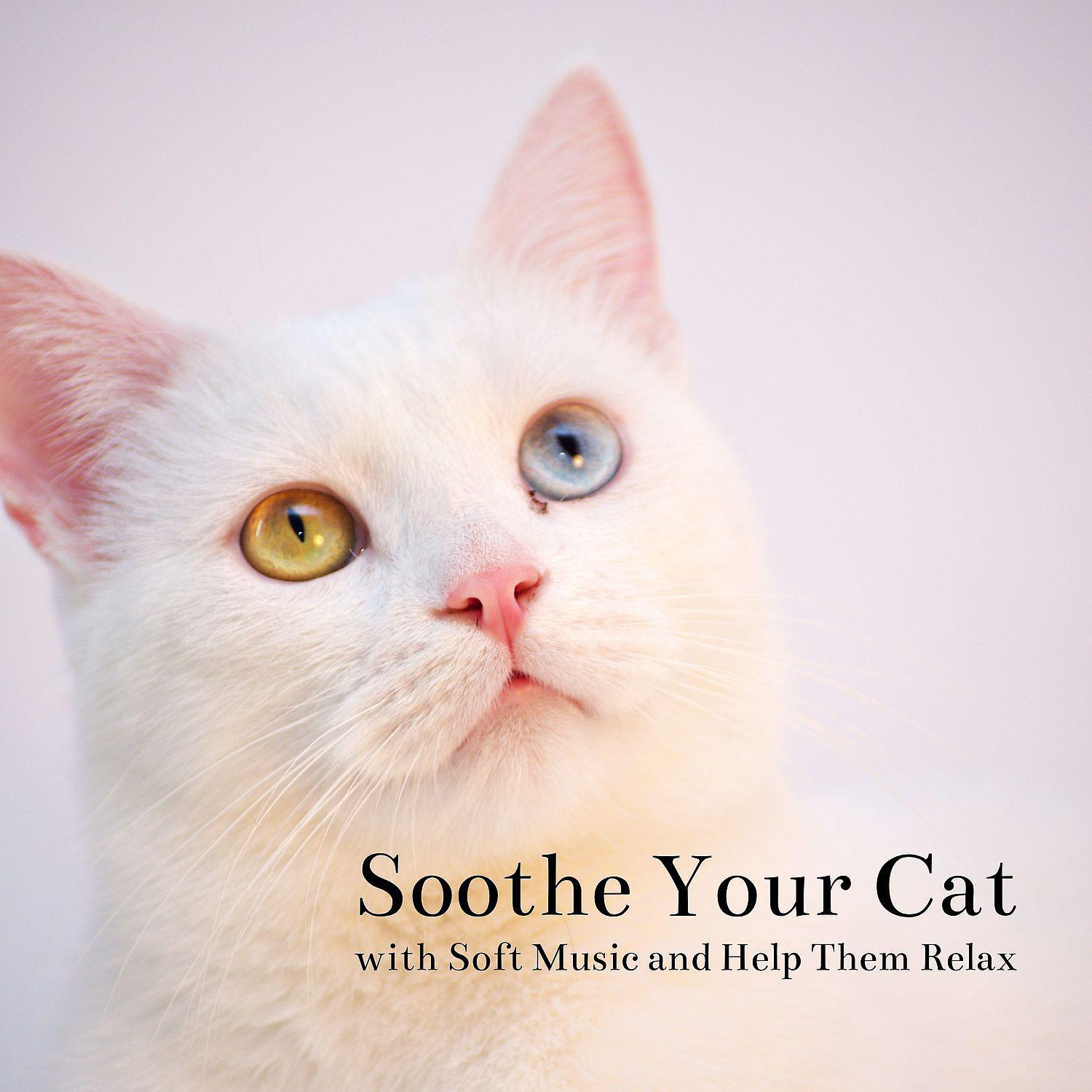 Постер альбома Soothe Your Cat with Soft Music and Help Them Relax