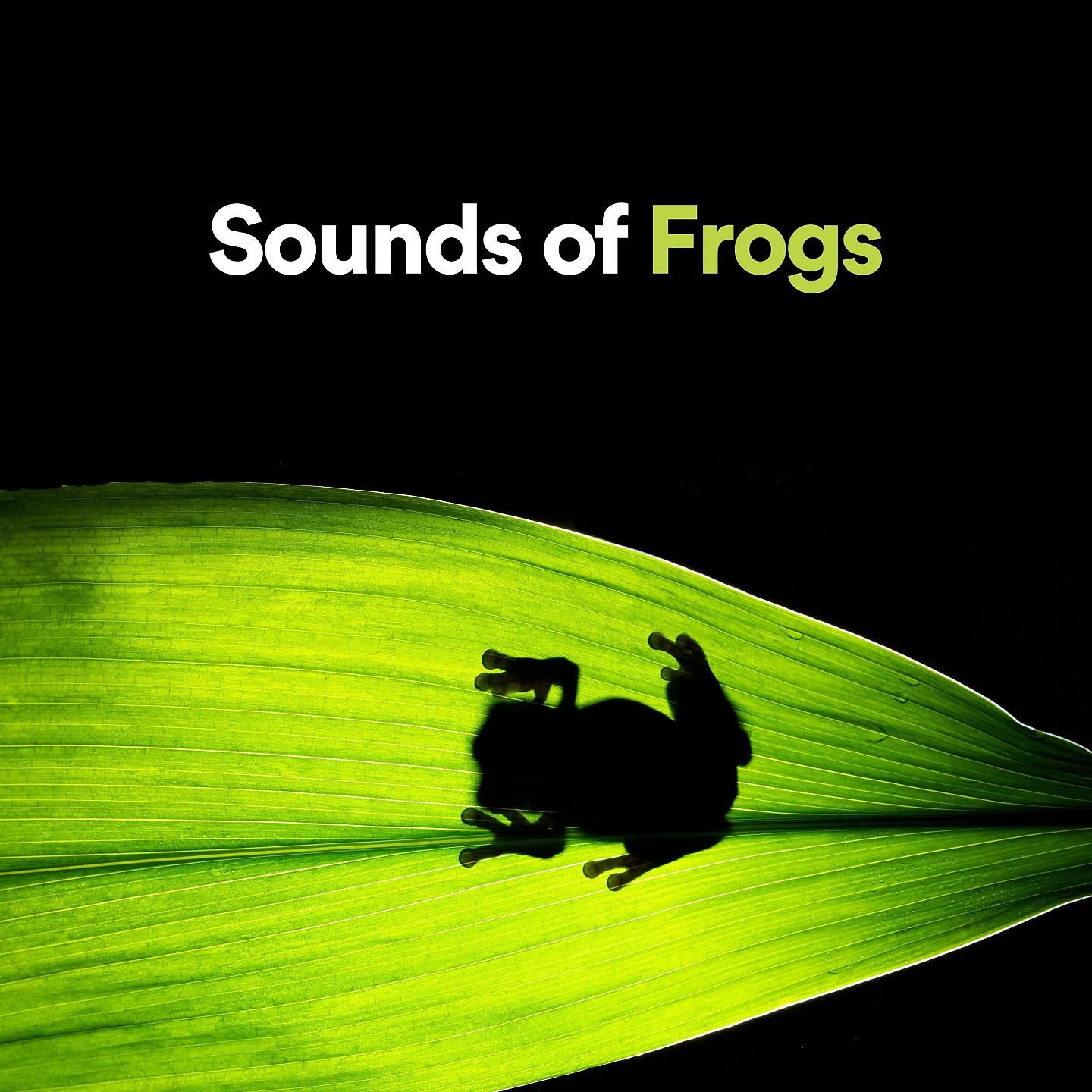 Постер альбома Sound of Frogs