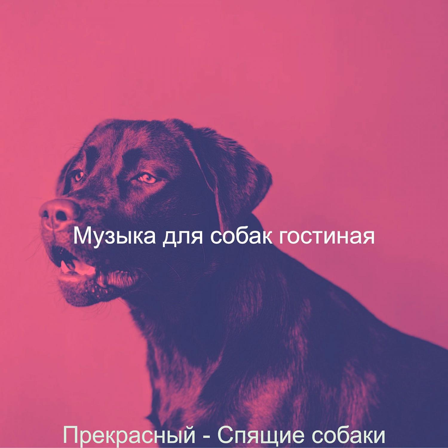 Постер альбома Прекрасный - Спящие собаки