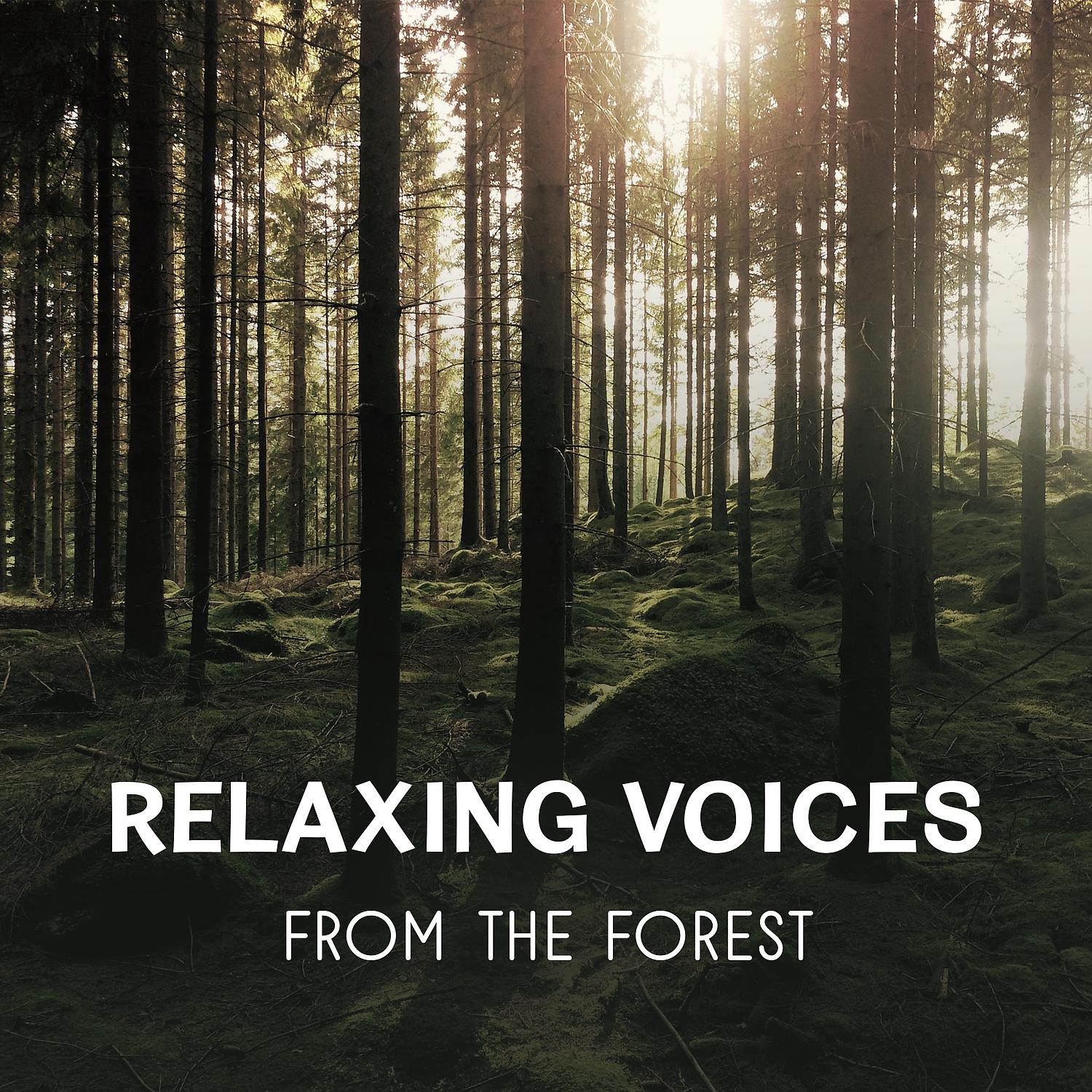 Постер альбома Relaxing Voices from the Forest - Healing Natural Sounds, Birds Singing, Flowing River, Rainfall, Campfire, Crickets, Total Rest, Mind Regeneration