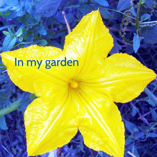 Постер альбома In My Garden