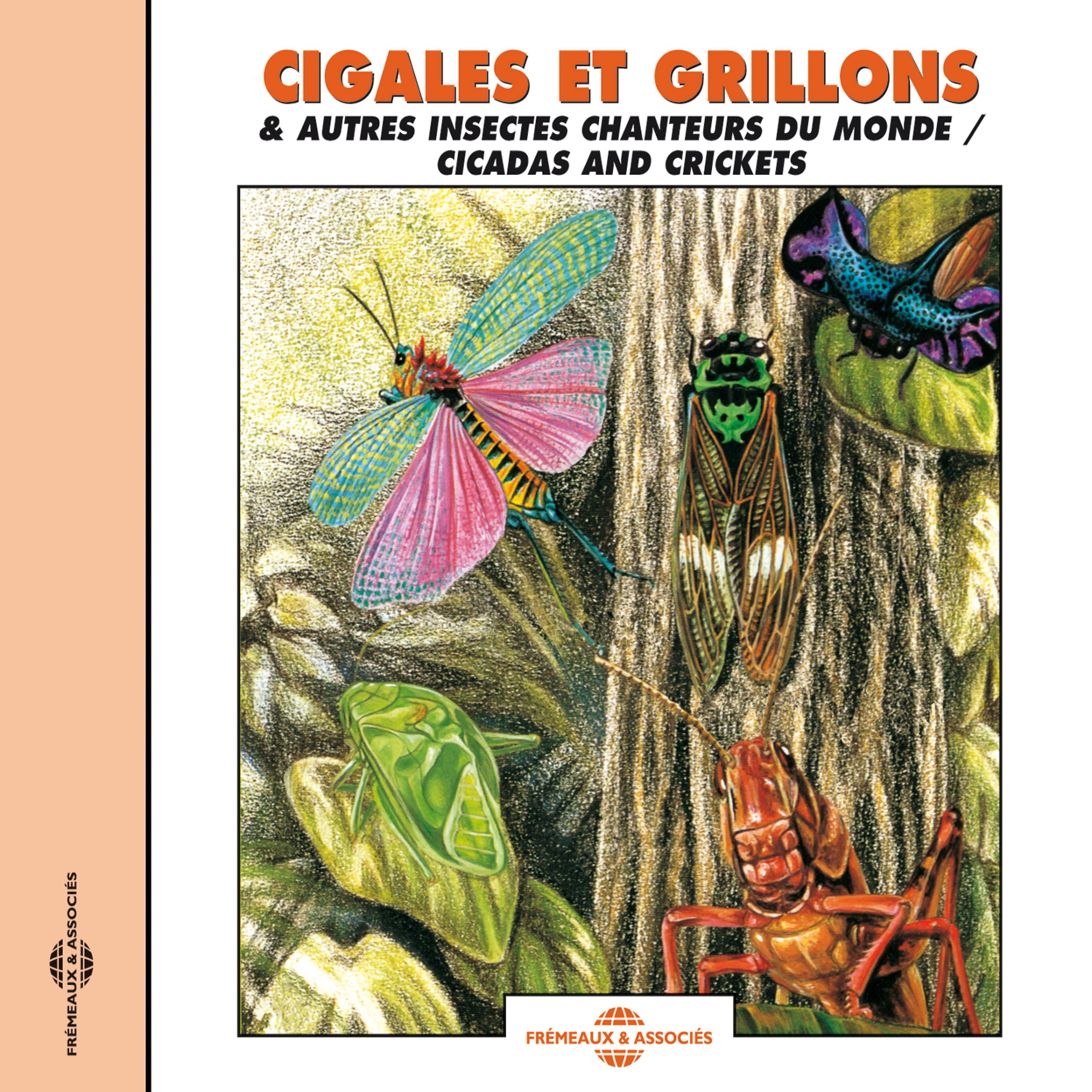Постер альбома Cigales Et Grillons