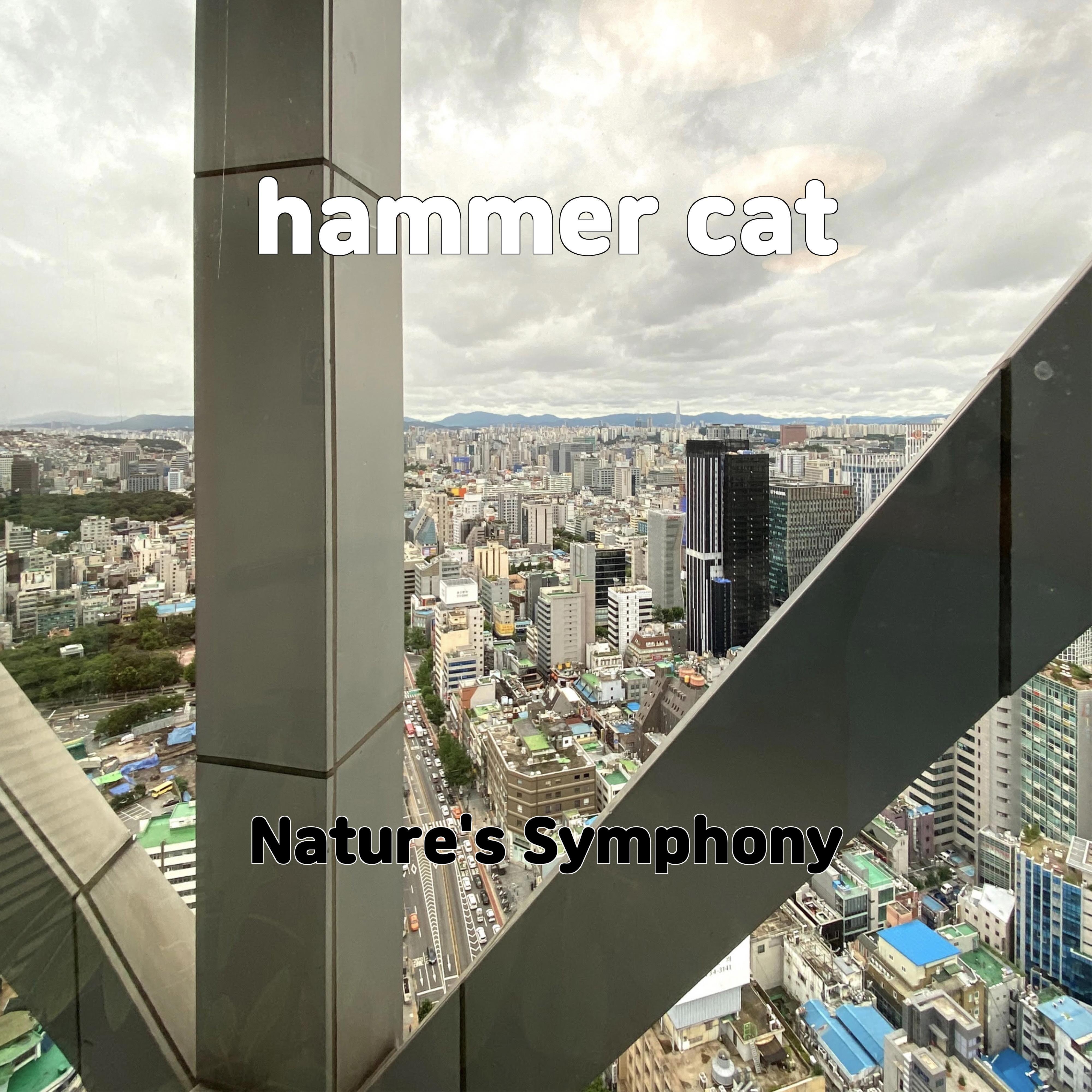 Постер альбома hammer cat