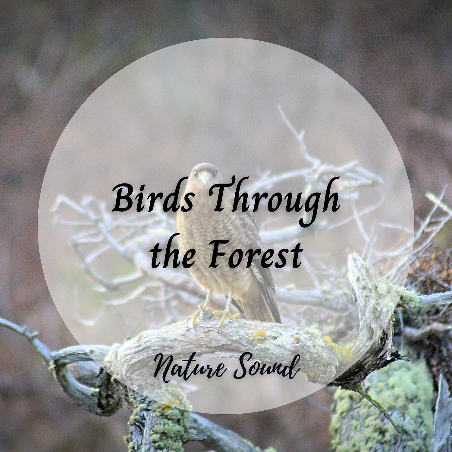 Постер альбома Nature Sound: Birds Through the Forest
