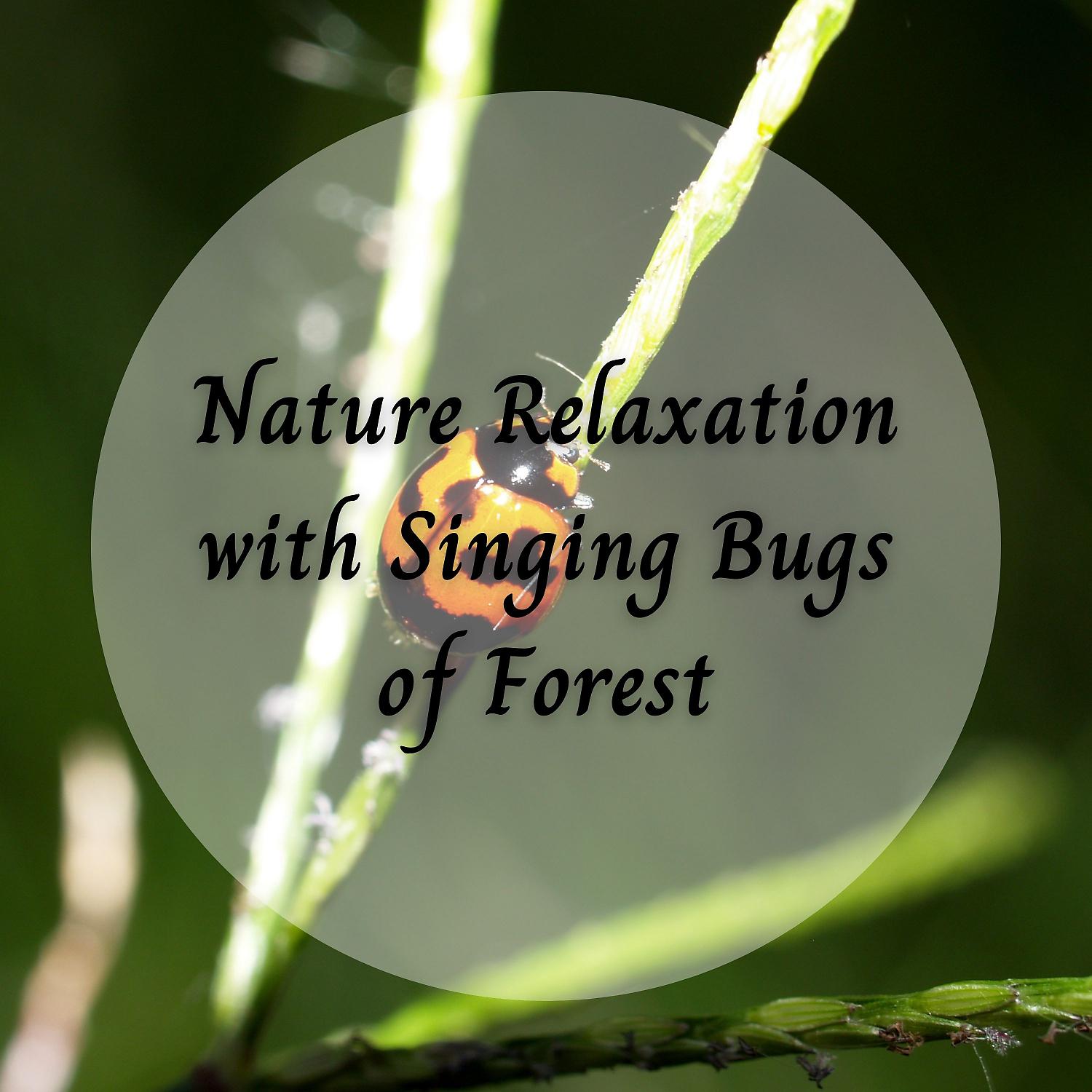 Постер альбома Nature Relaxation with Singing Bugs of Forest