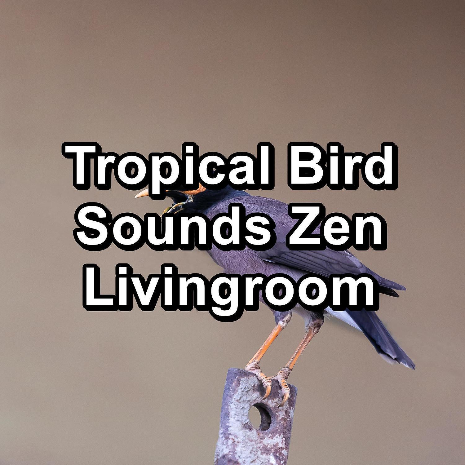 Постер альбома Tropical Bird Sounds Zen Livingroom
