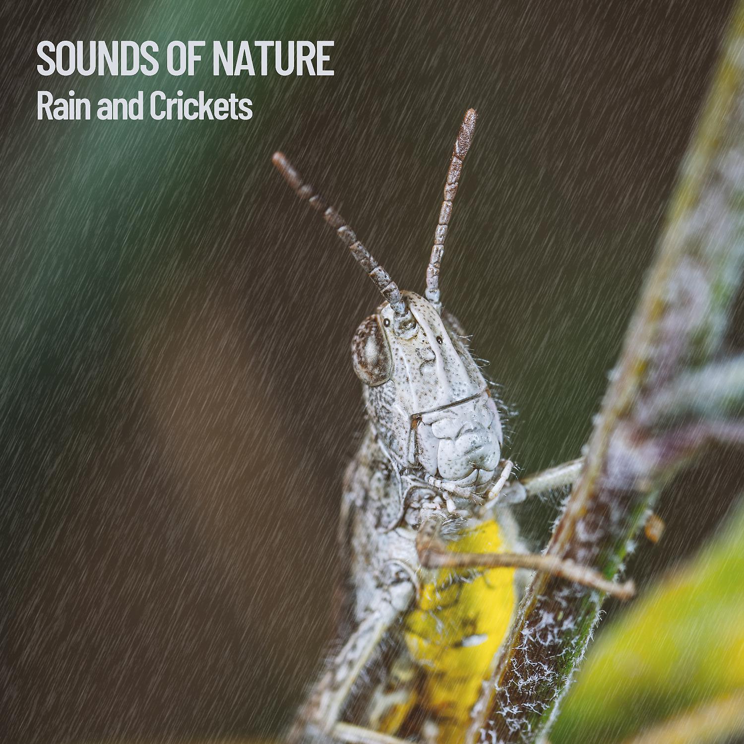 Постер альбома Sounds of Nature: Rain and Crickets