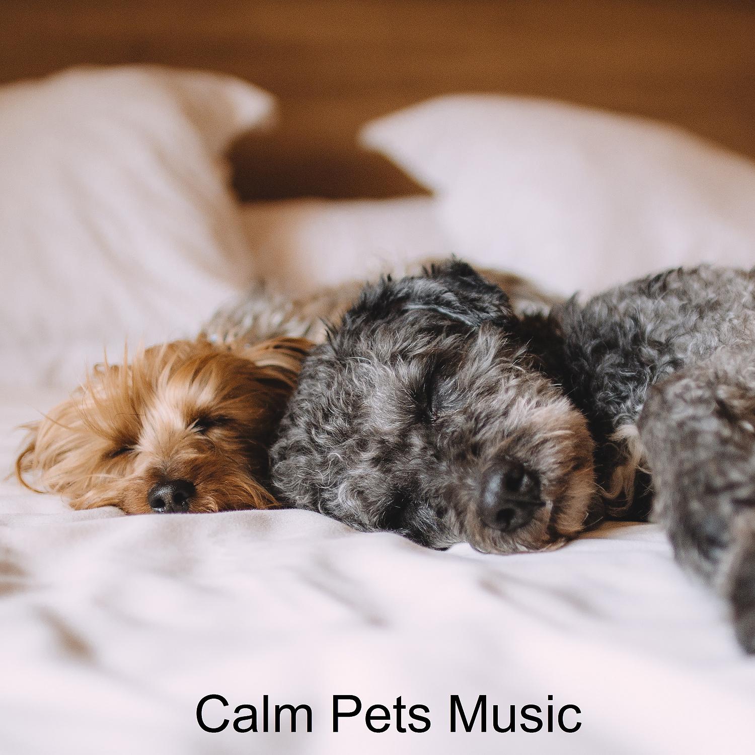 Постер альбома Calm Pets Music (feat. Music For Cats, World of cat's & Музыка для кошек)