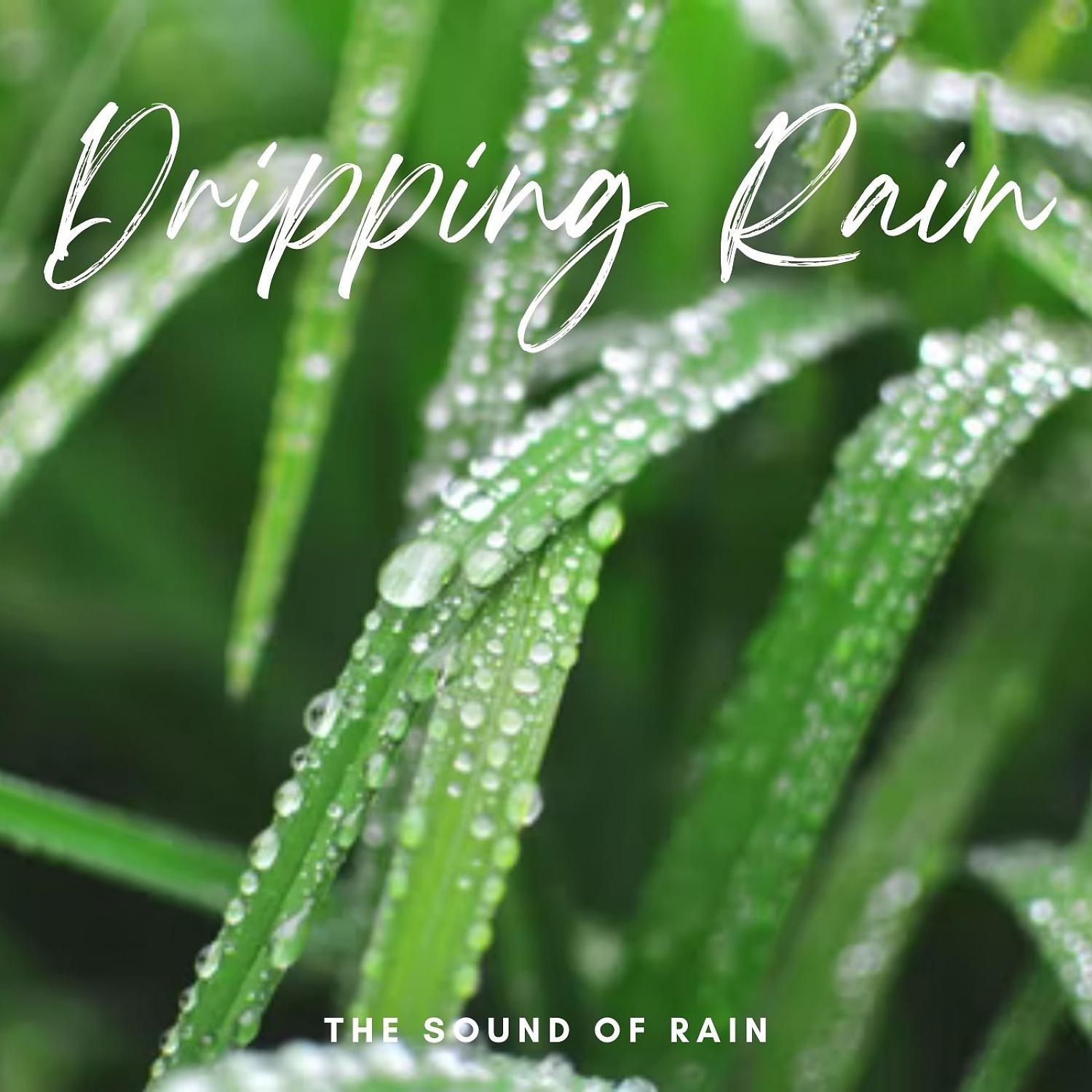 Постер альбома The Sound of Rain: Dripping Rain