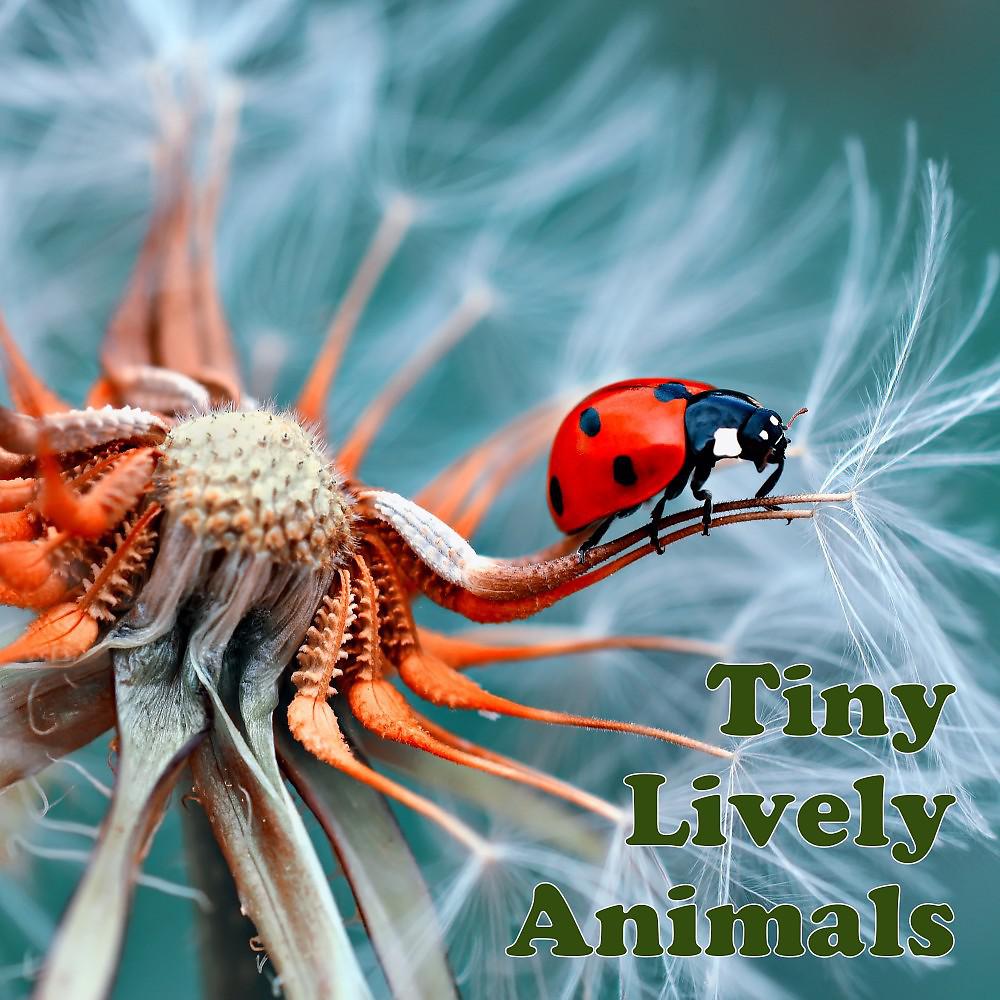 Постер альбома Tiny Lively Animals, Vol. 1