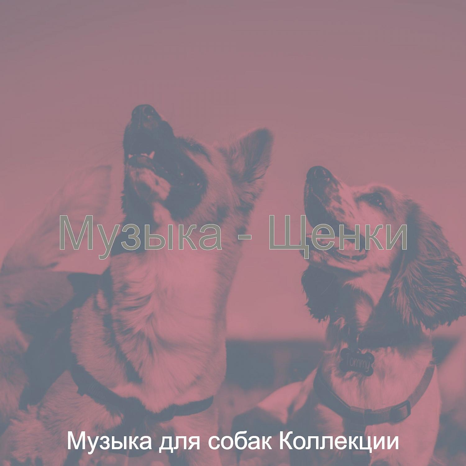 Постер альбома Музыка - Щенки