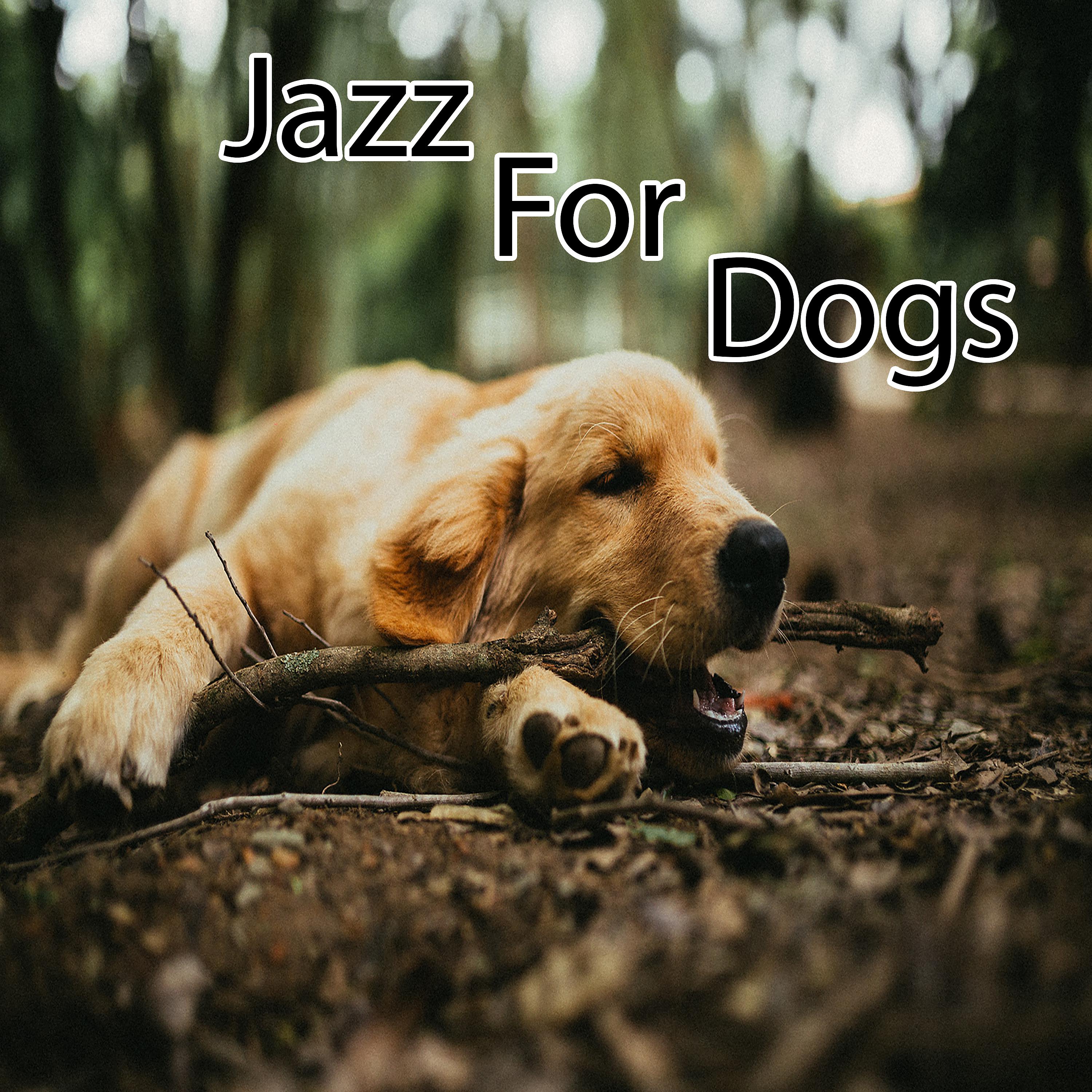 Постер альбома Jazz for Dogs