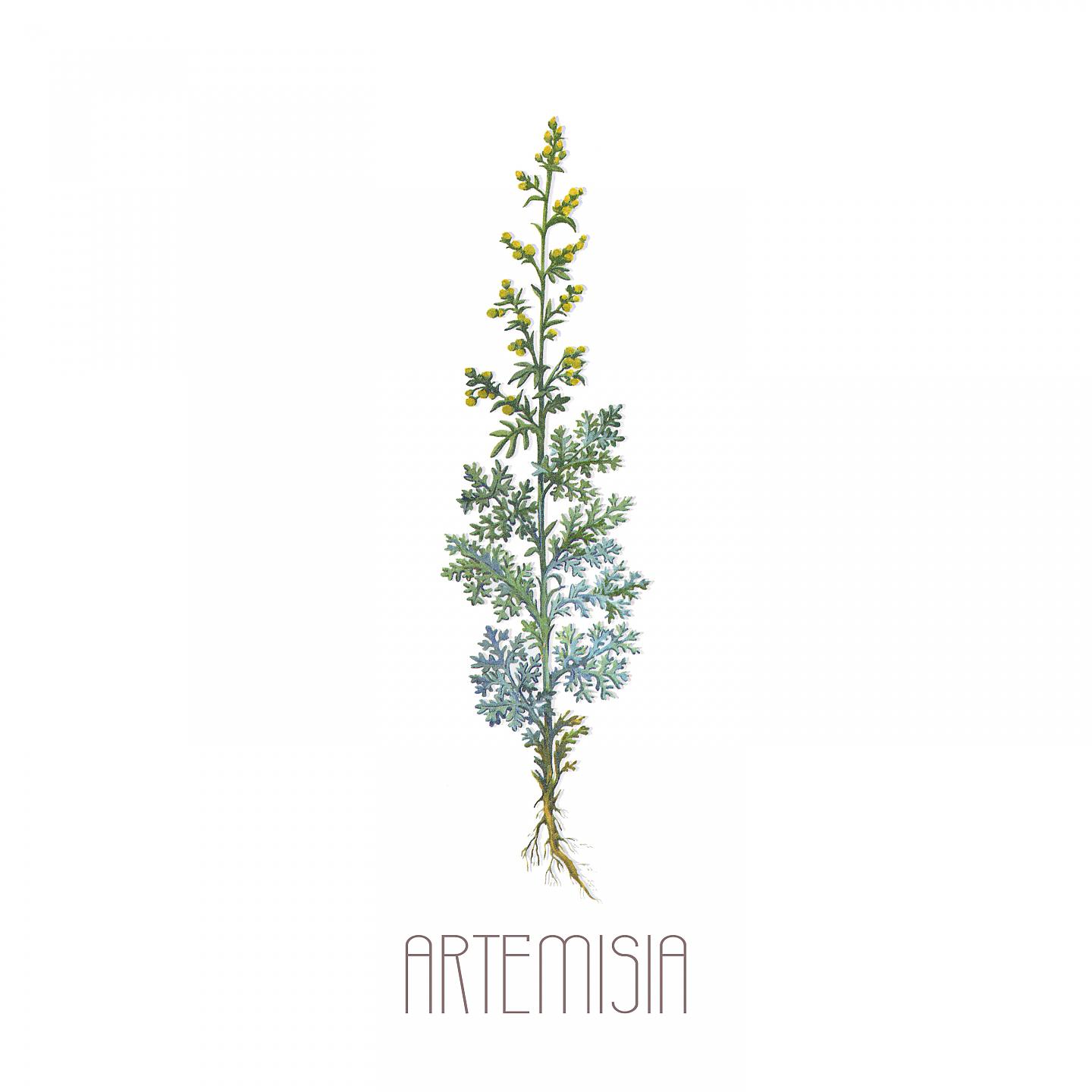 Постер альбома Artemisia