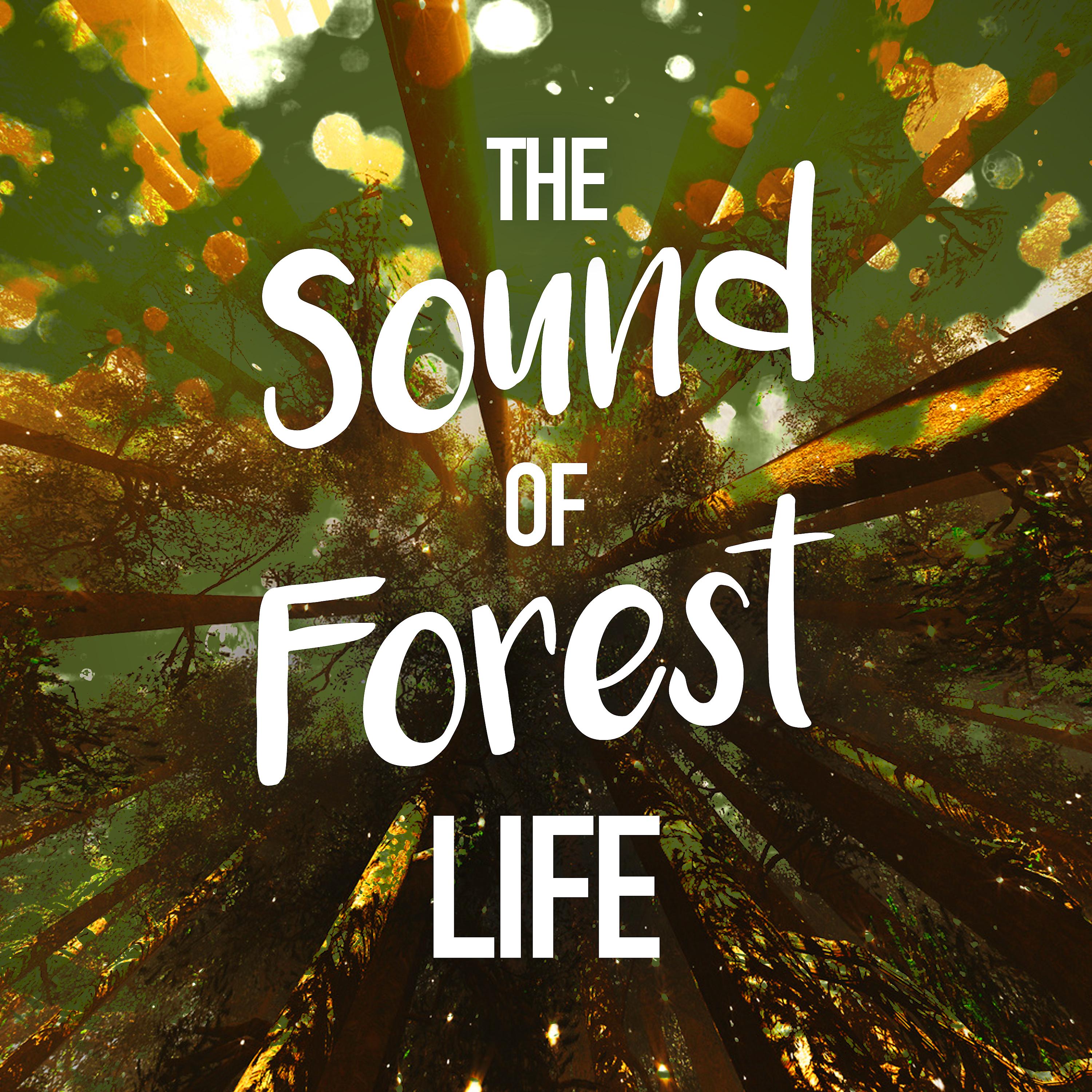 Постер альбома The Sound of Forest Life