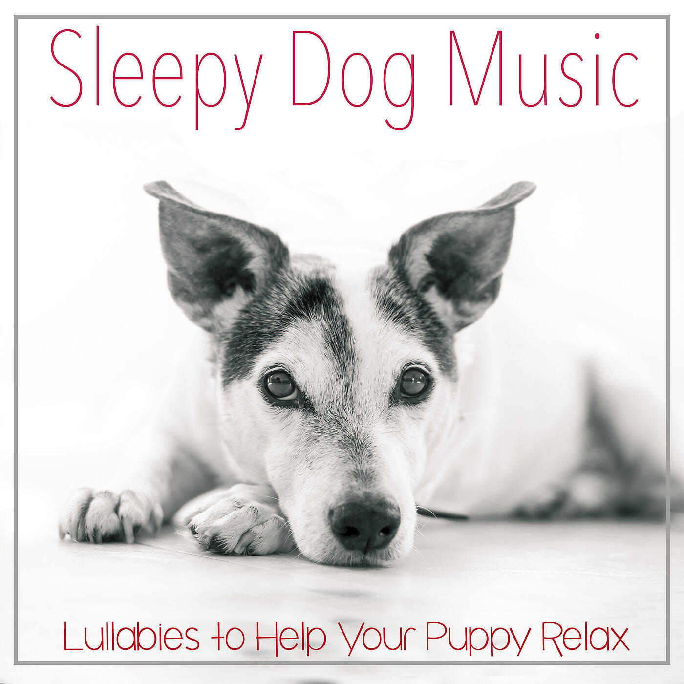 RelaxMyDog - Wagging Tail