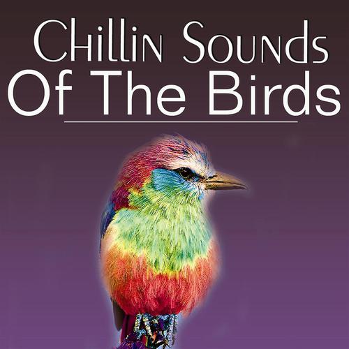Постер альбома Chillin' Sound of Birds