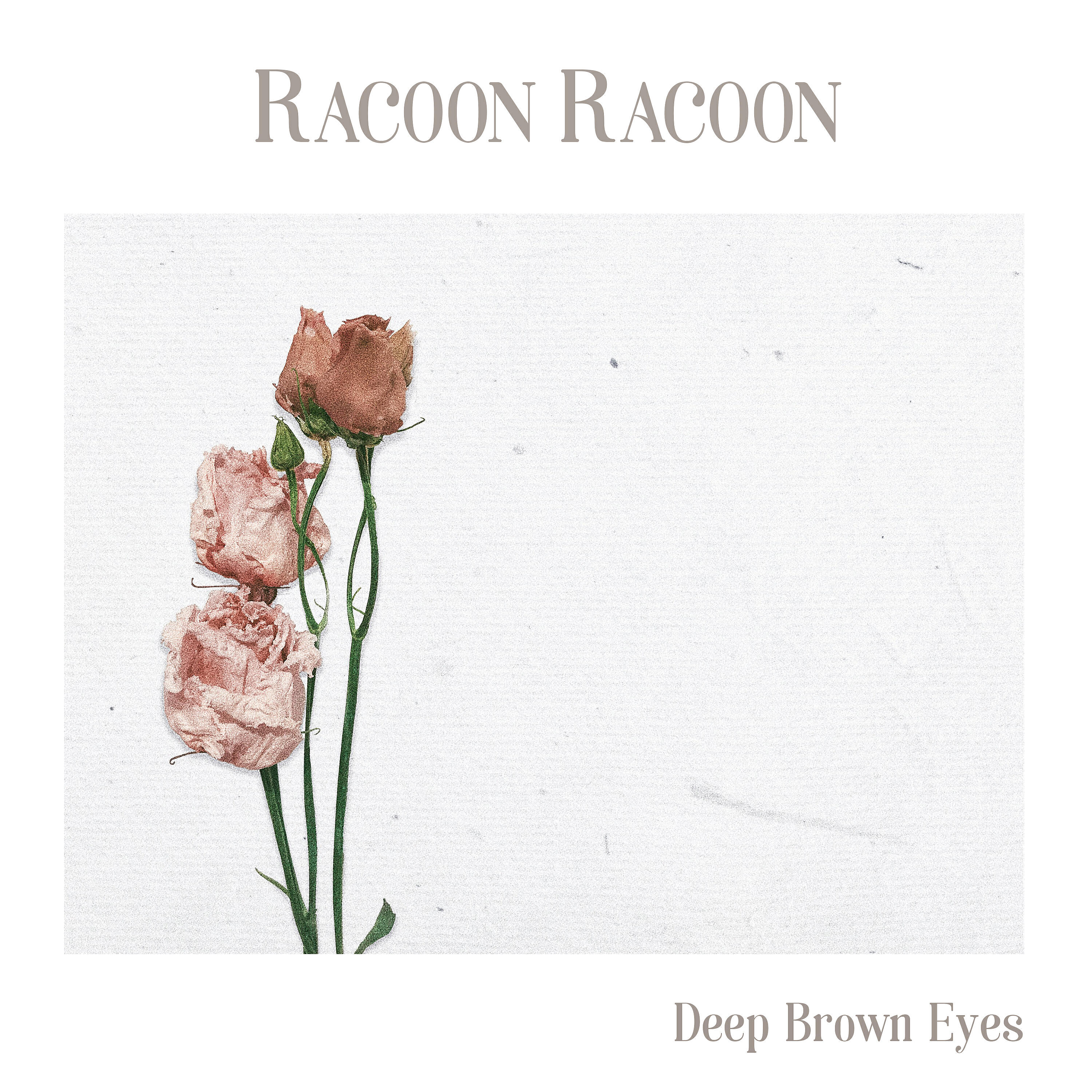 Racoon Racoon - Deep Brown Eyes