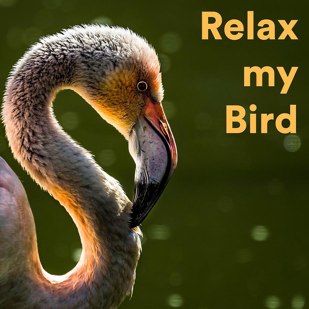 The Fish Flow Relaxation - The Chilling Fish