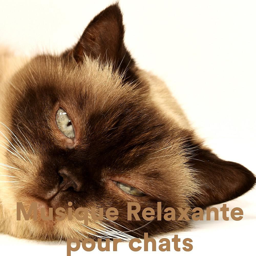 The Hamster Helper - Relax My Hamster