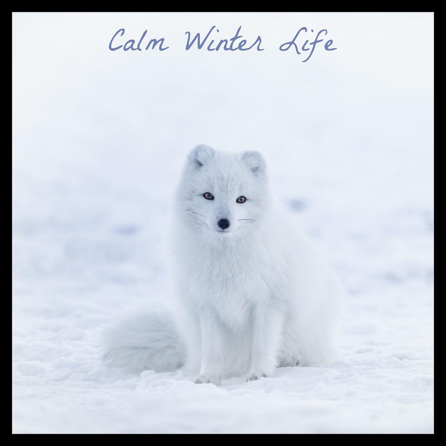 Dog Music - Windchimes