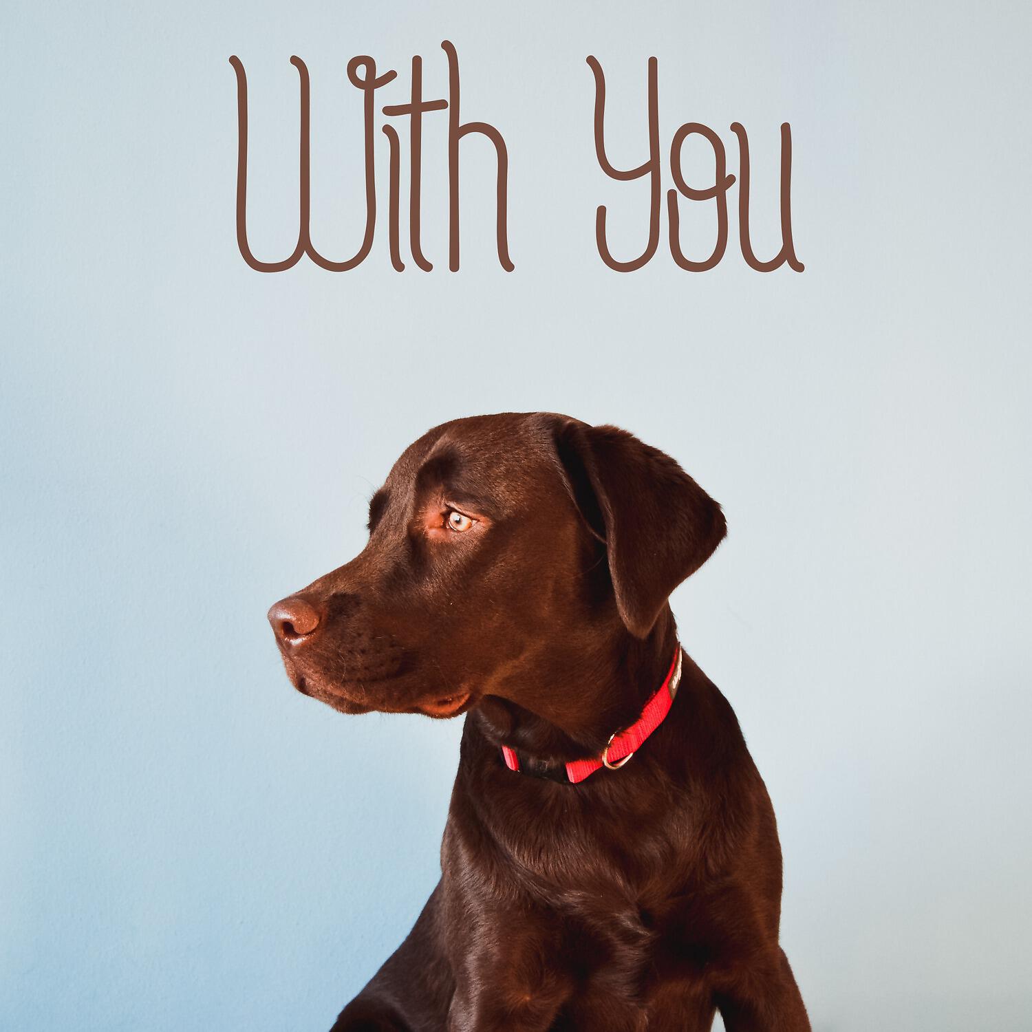 Pet Care Music Therapy - Beyond Dreams