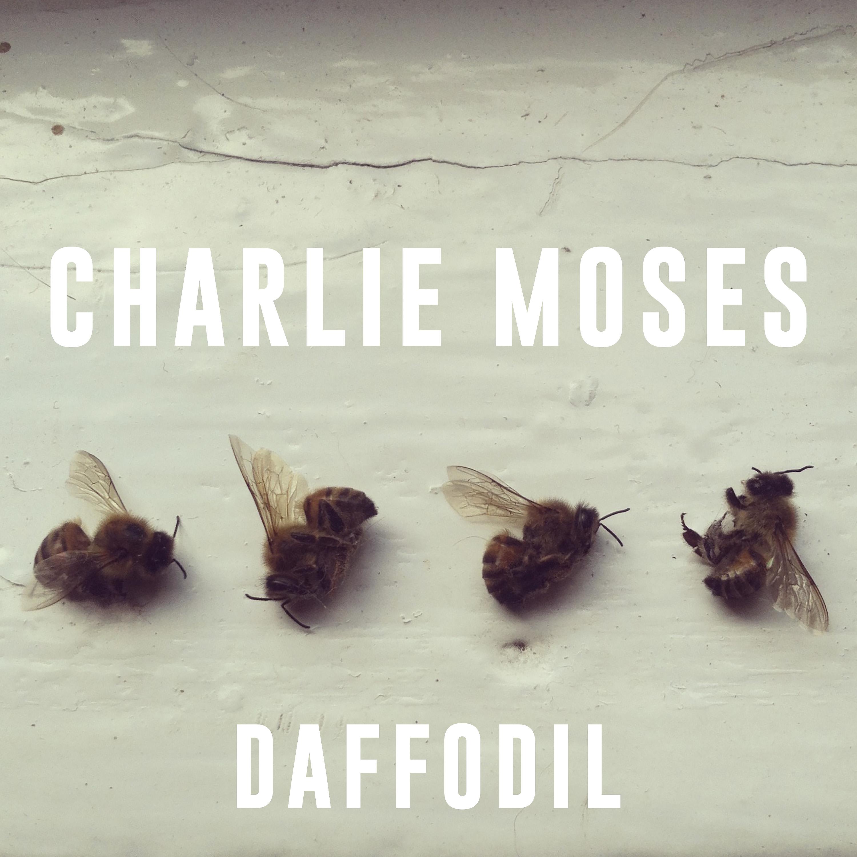Постер альбома Daffodil
