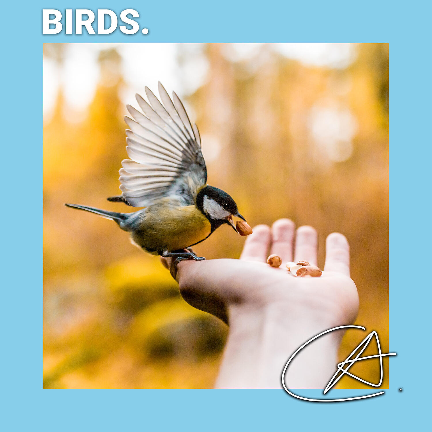 Bird Sounds Ambience - Birds sound with loop helps you study and your baby sleep