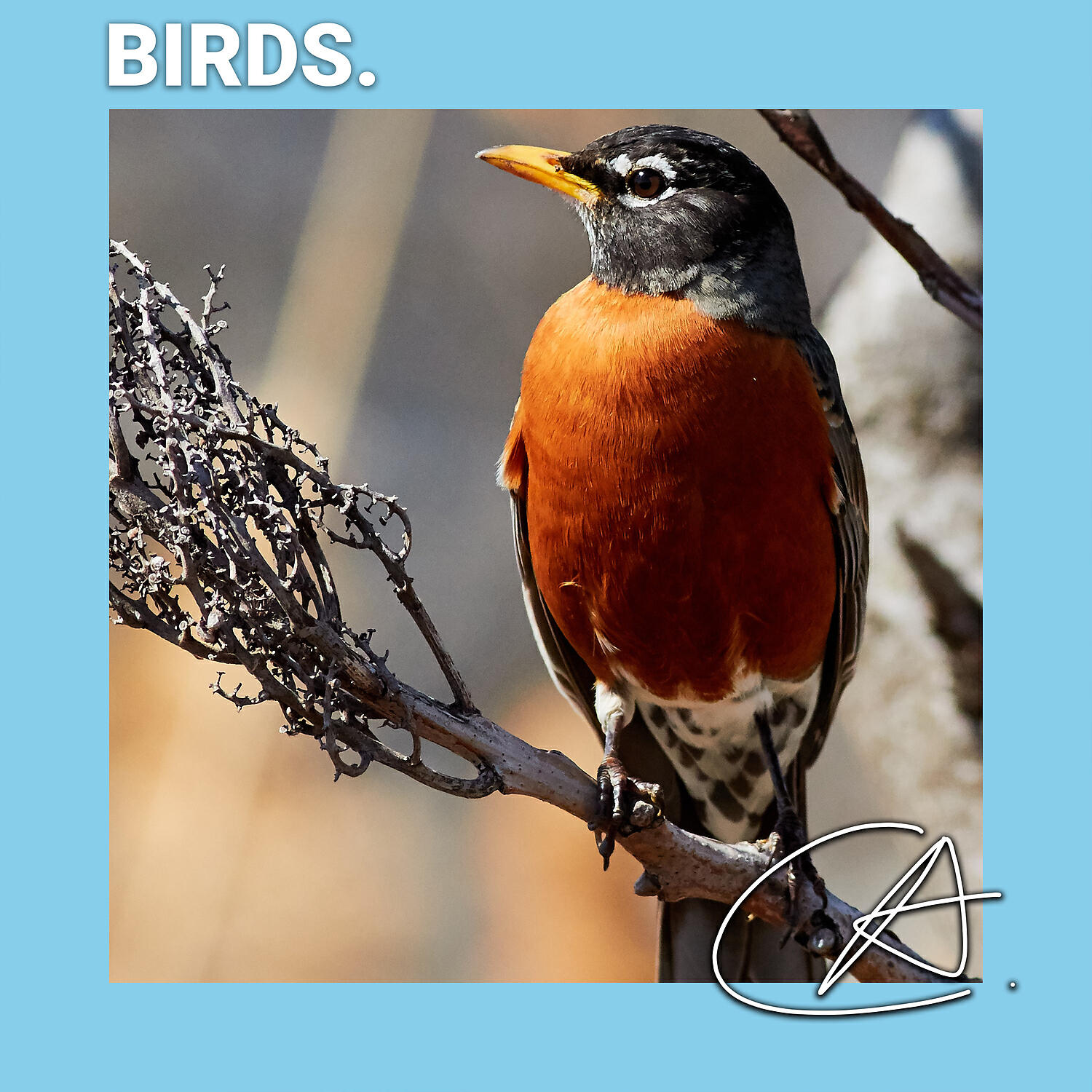 White Noise For Babies - Quiet Christmas Night Bird sound helps to relax and deep sleep