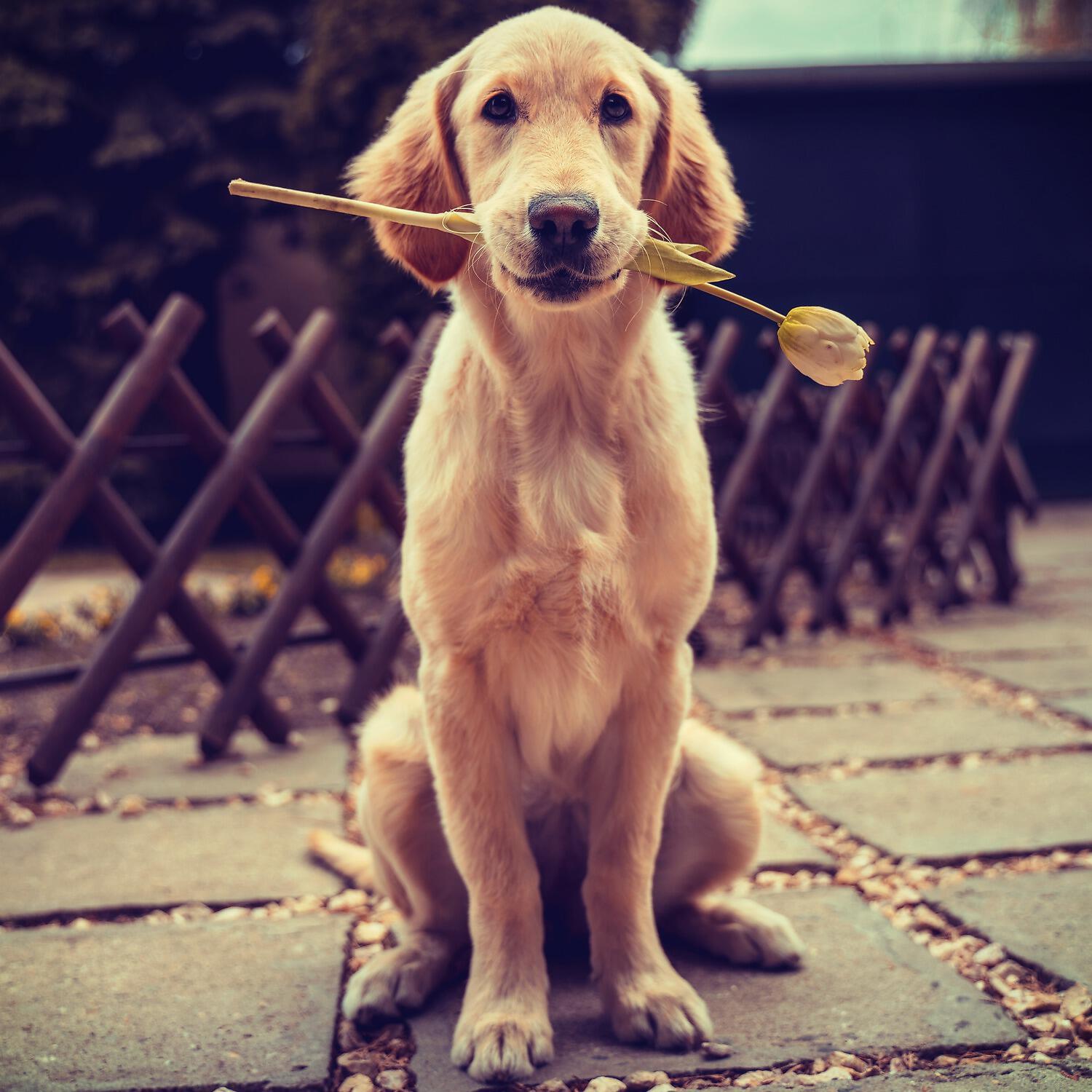 Dog Music - Ruthians