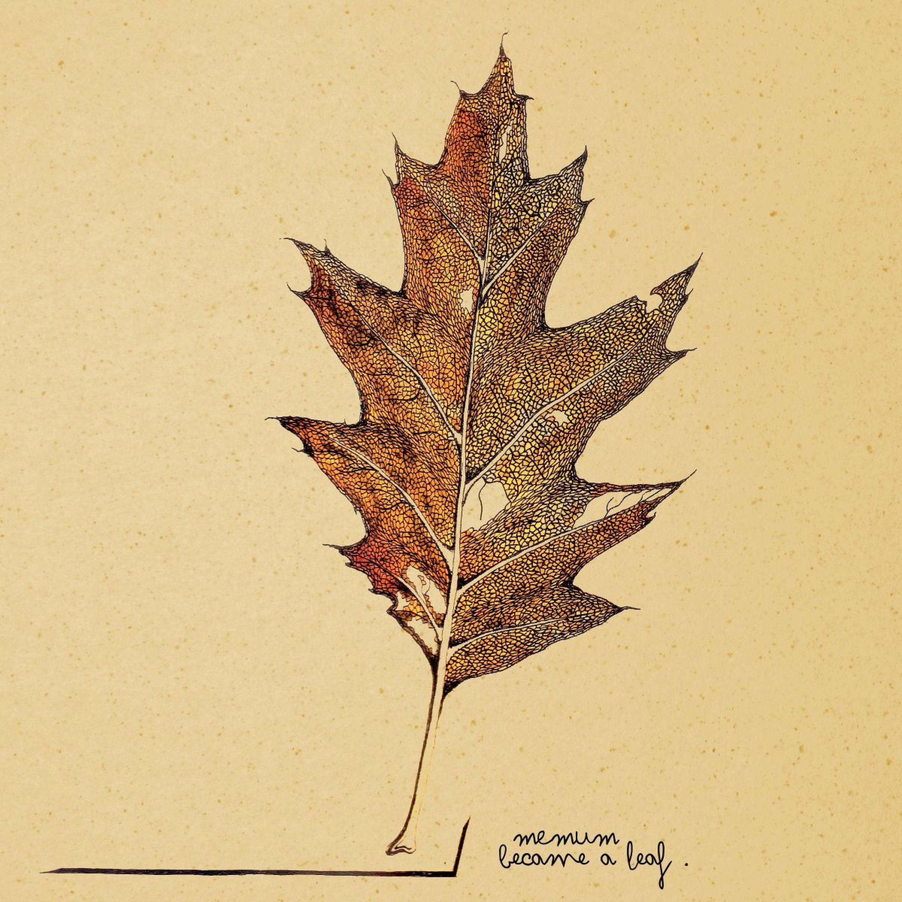 Постер альбома Became a Leaf