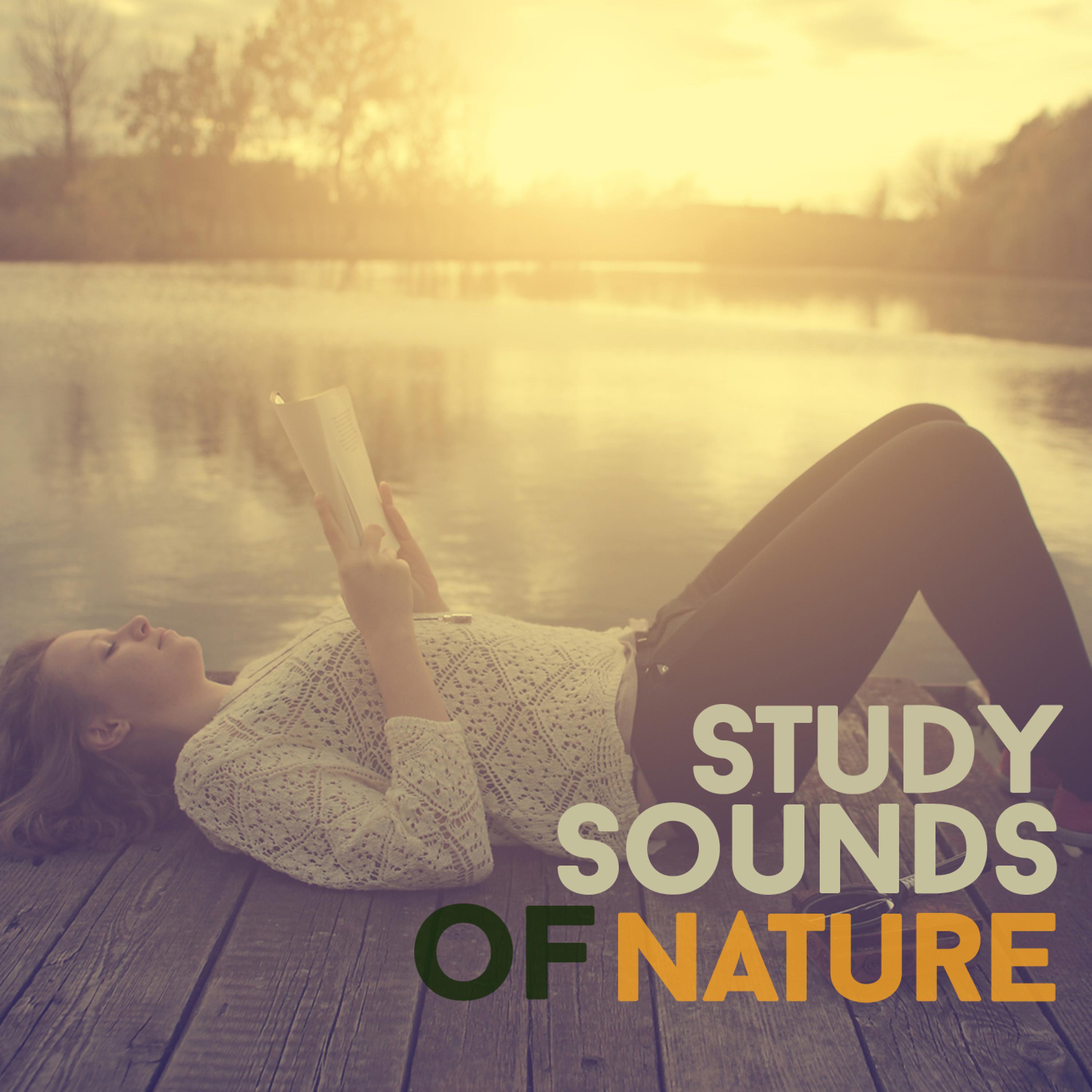 Постер альбома Study Sounds of Nature