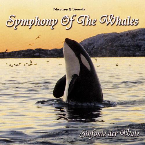 Постер альбома Symphony Of The Whales (Sinfonie Der Wale)