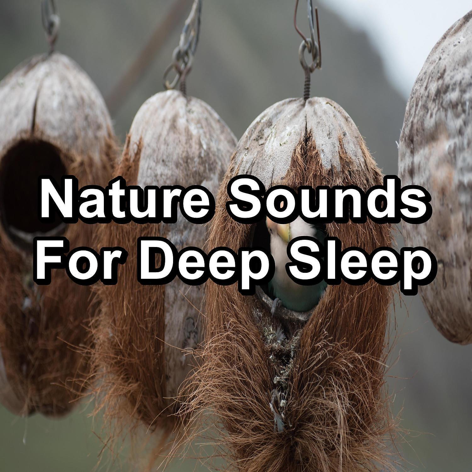 Ocean Wave Sounds - Calm Bird Sounds For a Cozy Living Room For Babies