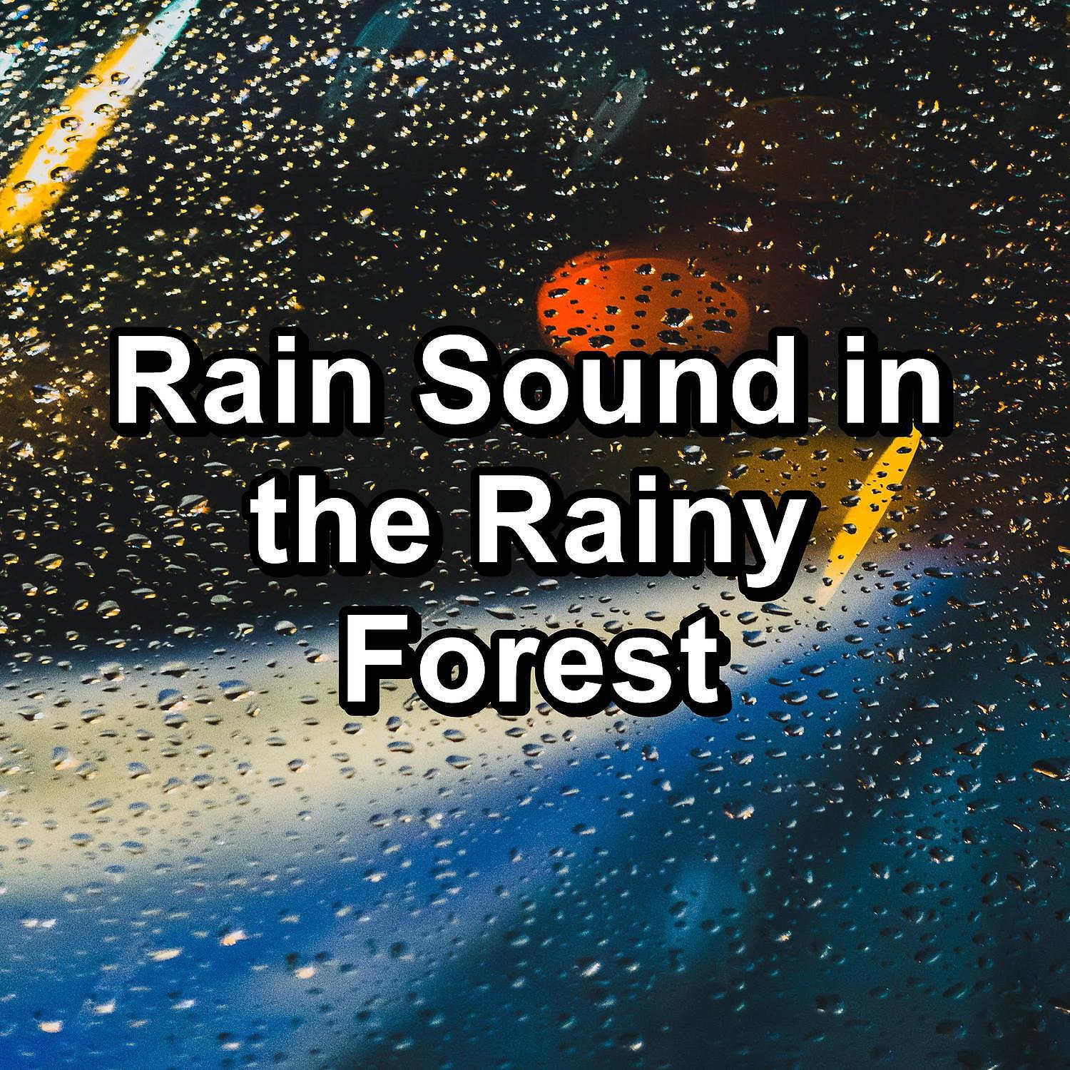 Постер альбома Rain Sound in the Rainy Forest