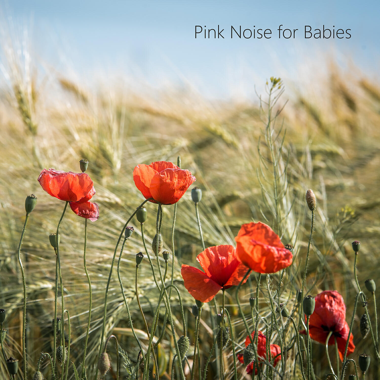 Calm Noise - Static Stress Reducer fo Looping