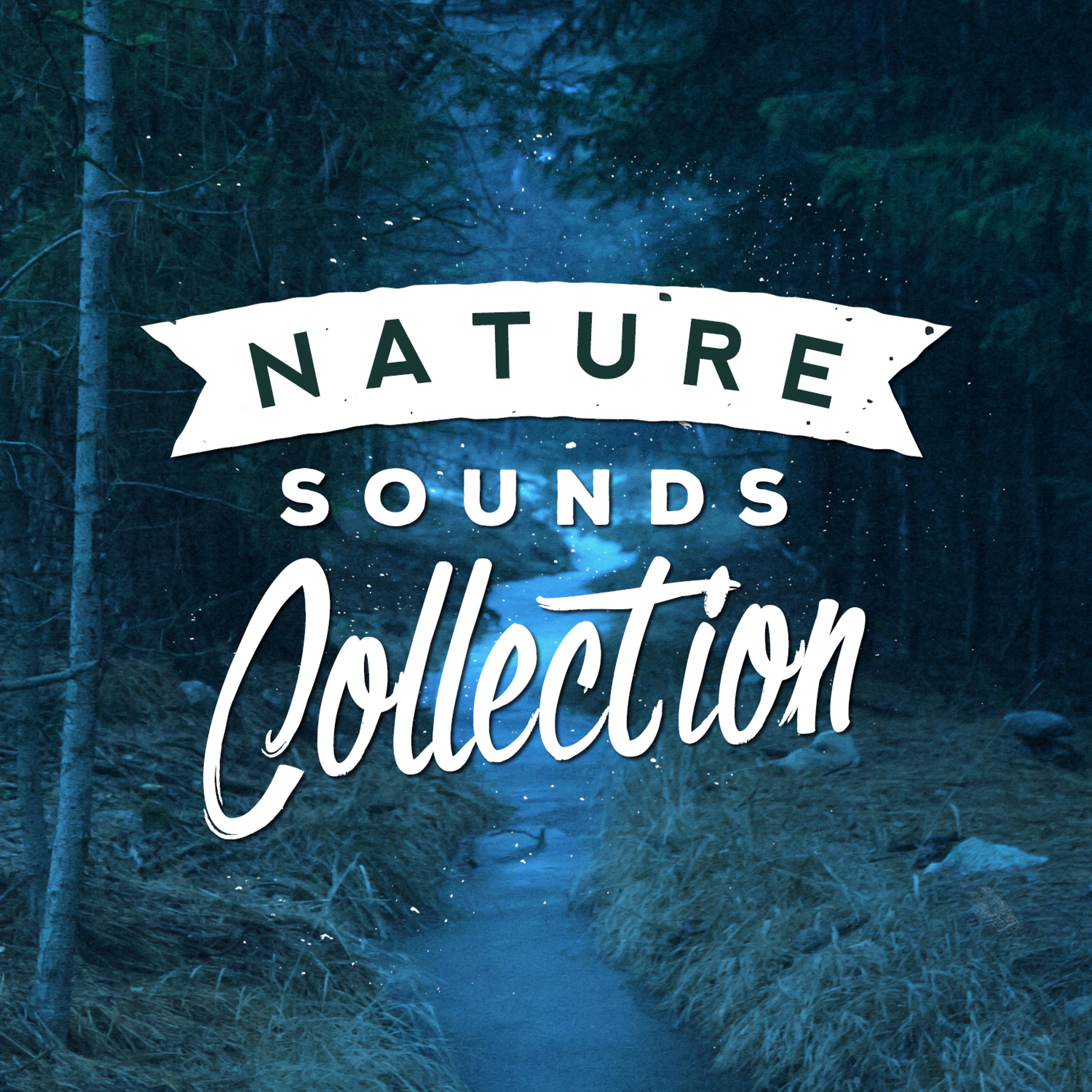 Постер альбома Nature Sounds Collection