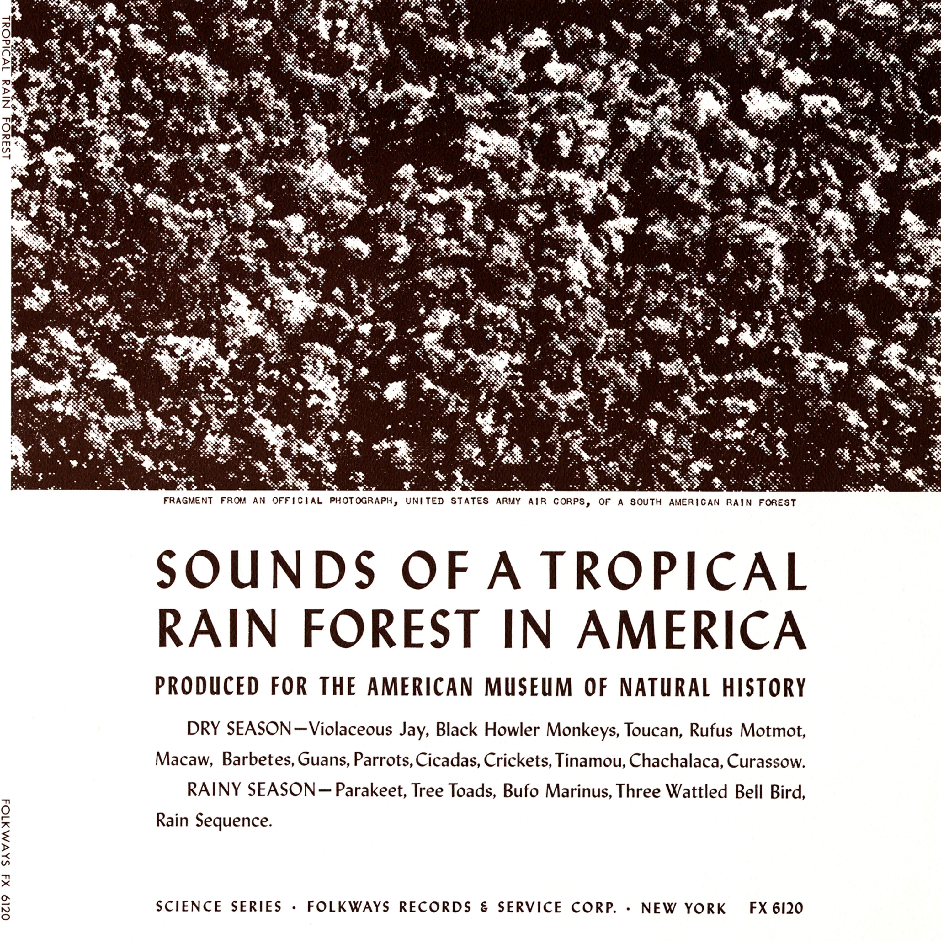 Unspecified - The Rainy Season: Tree Fall with Screaming Monkeys, Parrots and Macaw
