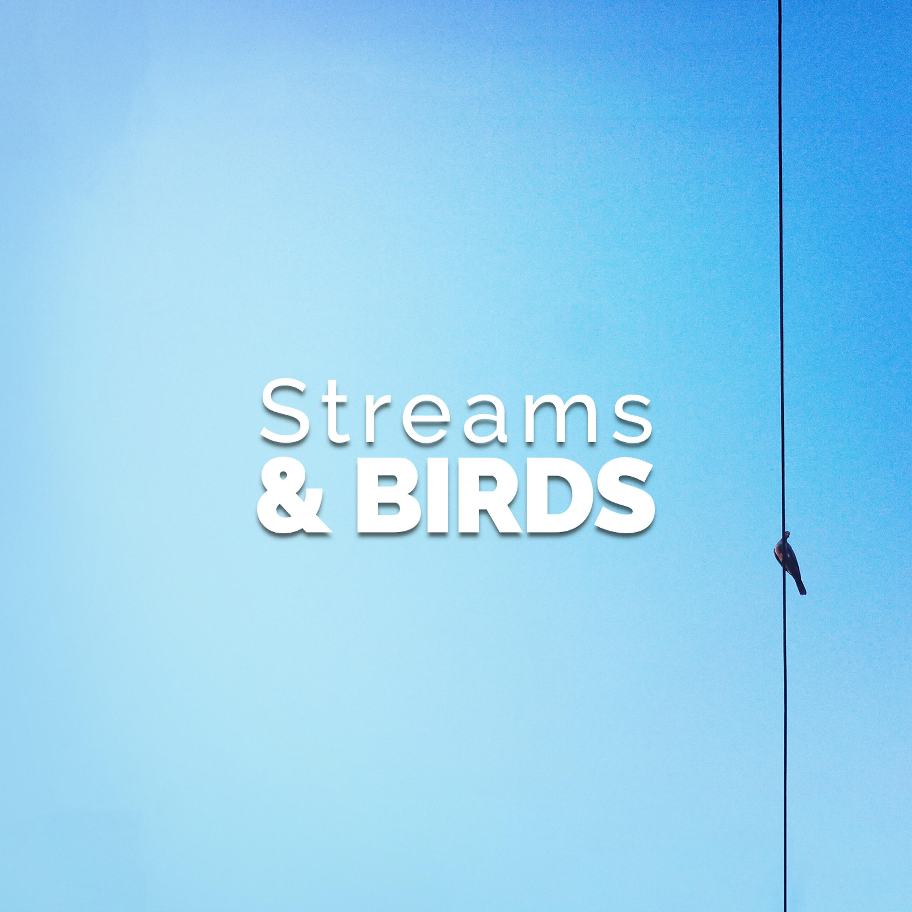 Forest Sounds Relaxing Spa Music Singing Birds - Stream Through the Trees