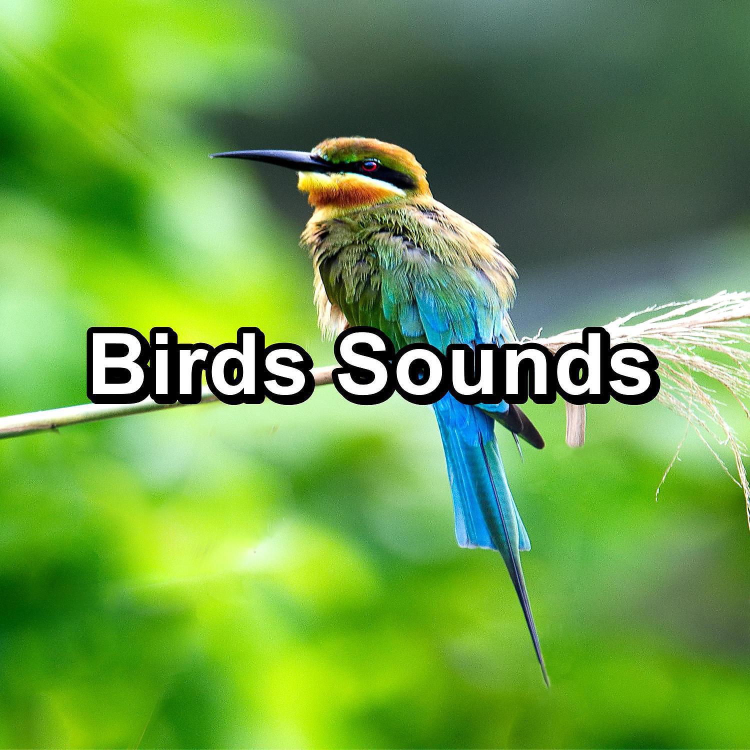 Постер альбома Birds Sounds