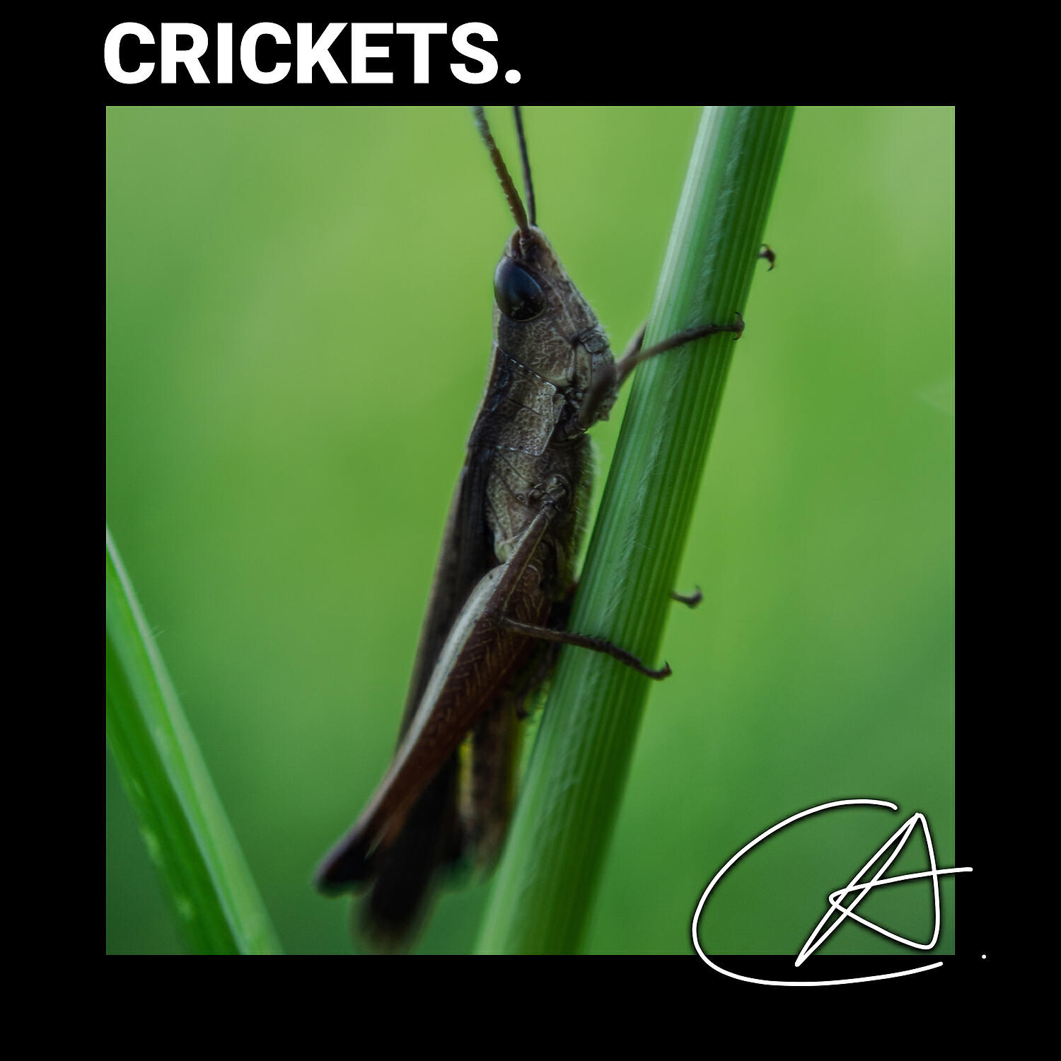 Nature Sounds - Amazing sound of Wild Crickets helps your baby to sleep