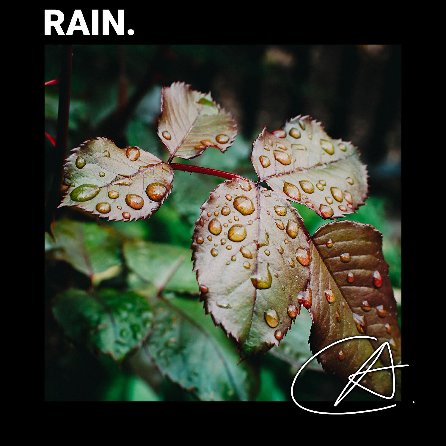 Rain Sounds Factory STHLM - Stunning Sound of Rain in Forest to help you to have Good sleep